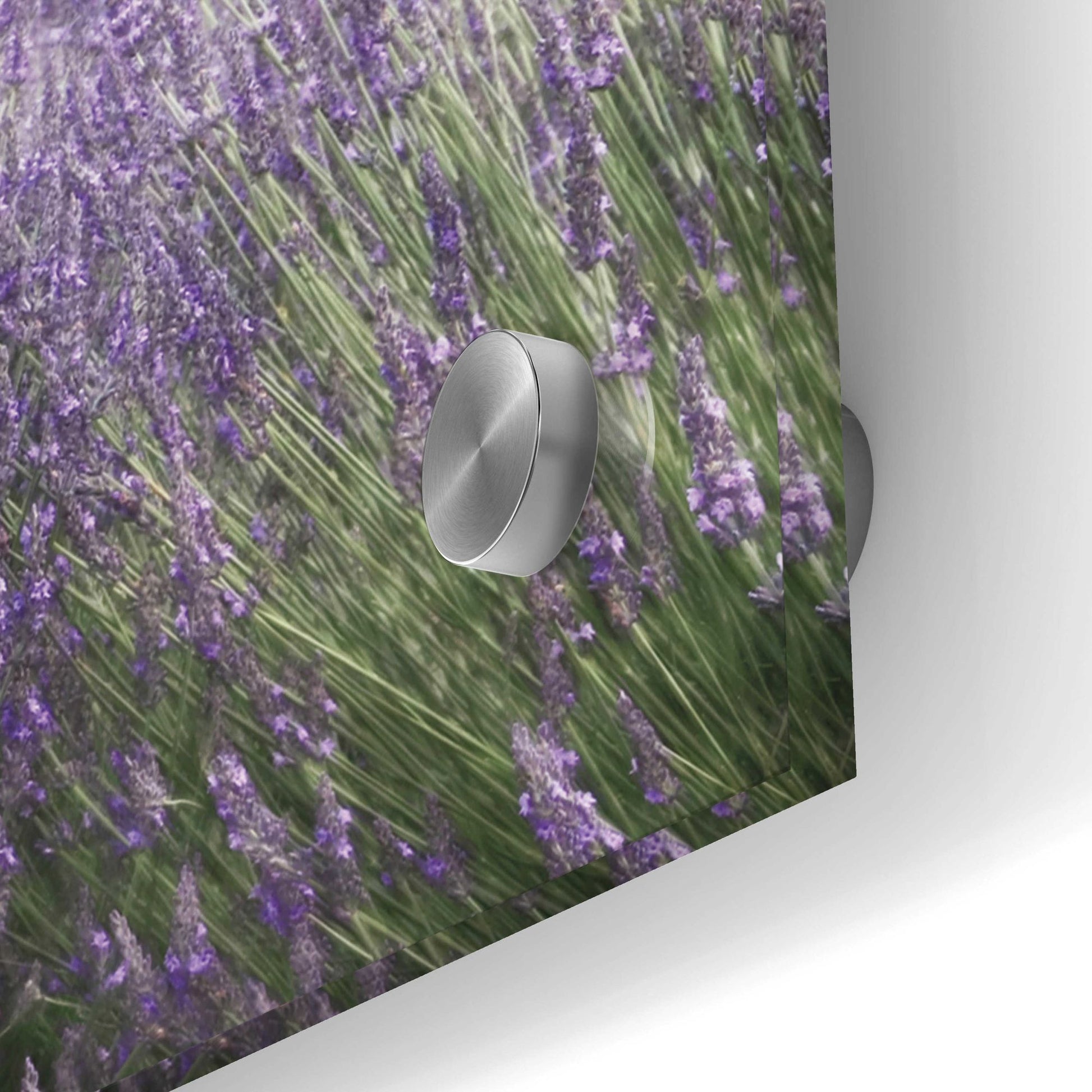 Epic Art 'Lavender Fields' by Lori Deiter, Acrylic Glass Wall Art,48x24