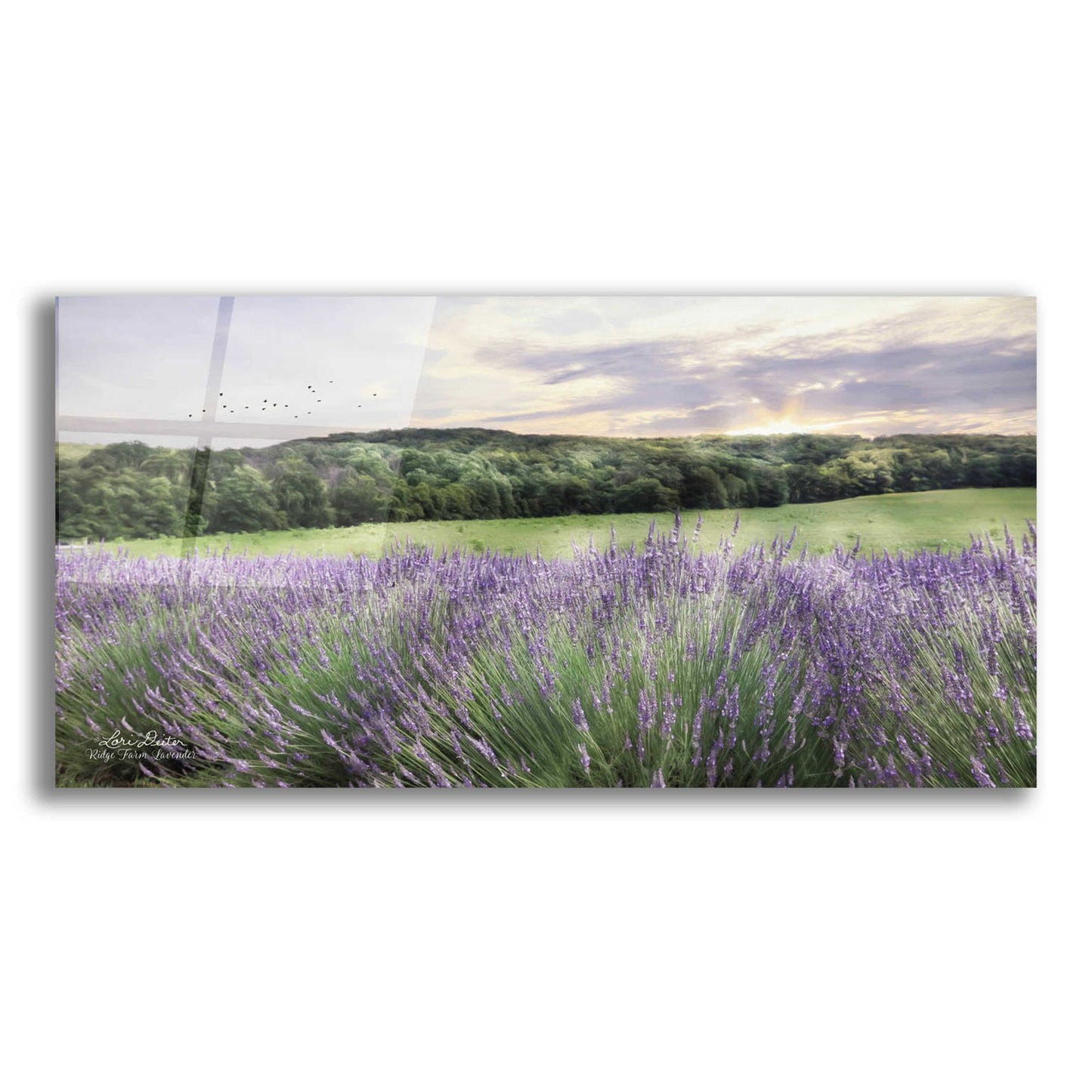 Epic Art 'Lavender Fields' by Lori Deiter, Acrylic Glass Wall Art,2:1