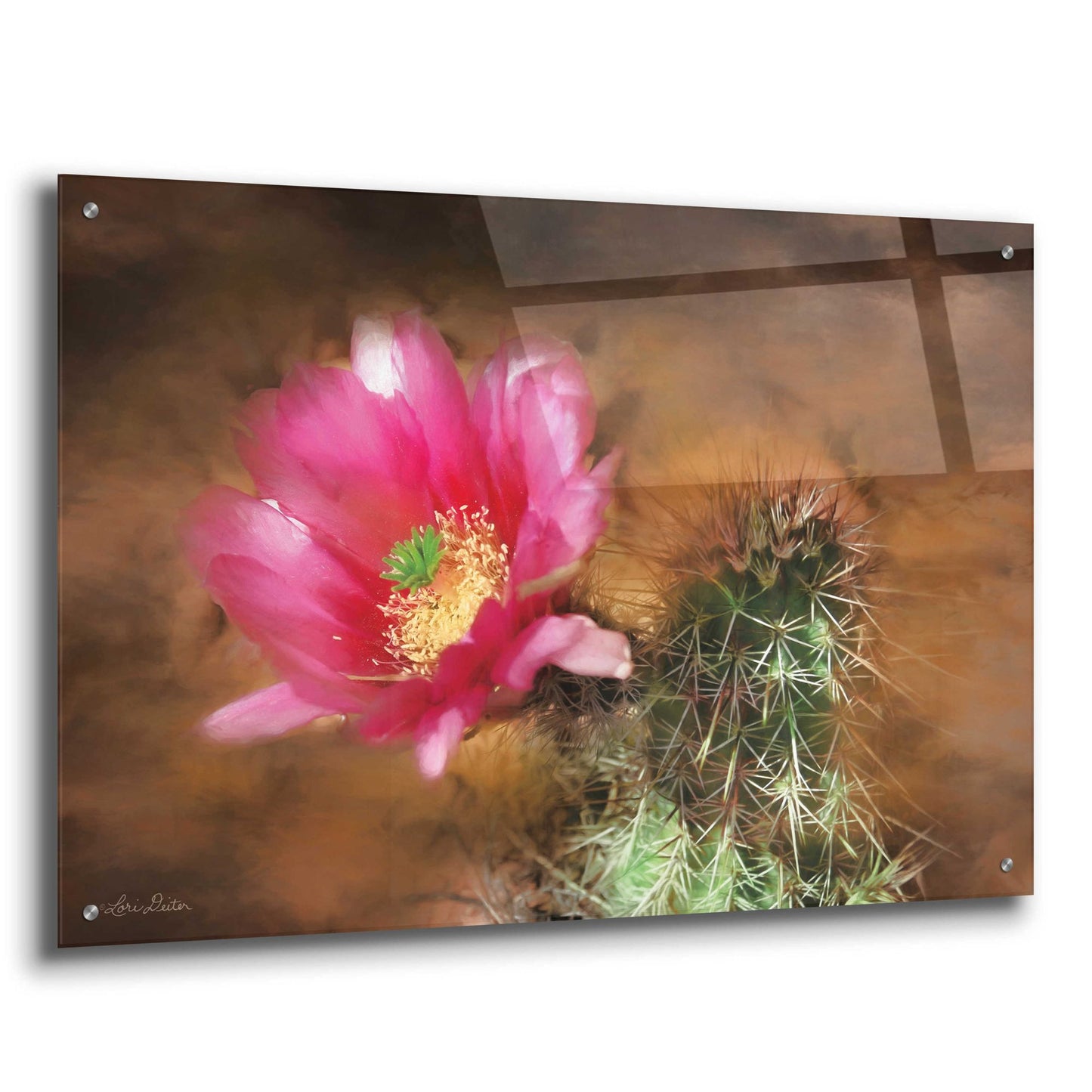 Epic Art 'Vibrant Cactus Flower' by Lori Deiter, Acrylic Glass Wall Art,36x24