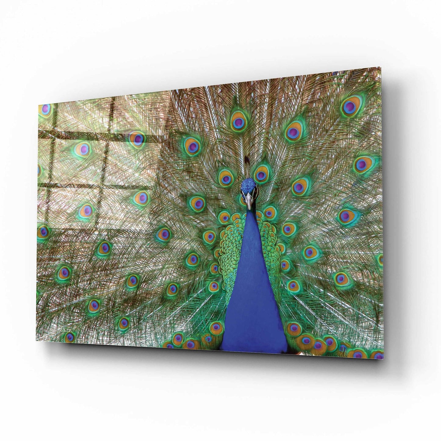 Epic Art 'Peacock' by Lori Deiter, Acrylic Glass Wall Art,16x12