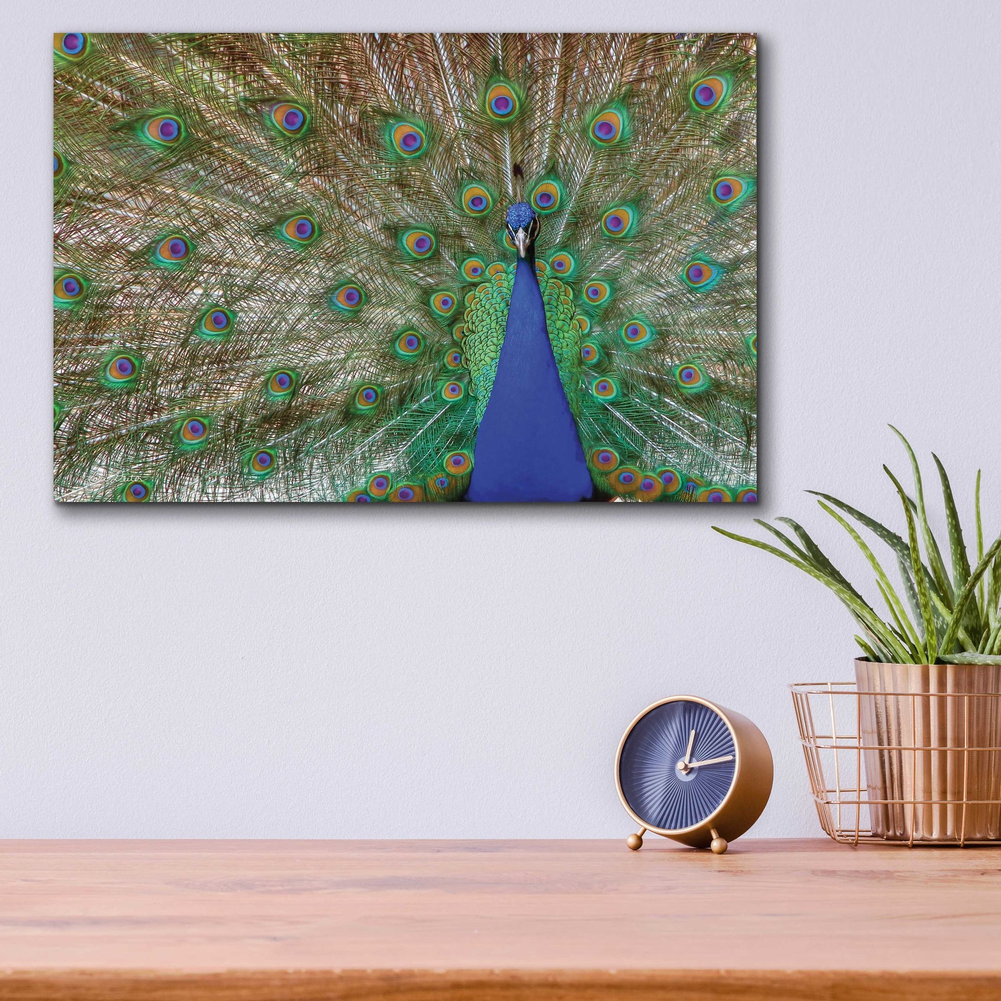 Epic Art 'Peacock' by Lori Deiter, Acrylic Glass Wall Art,16x12