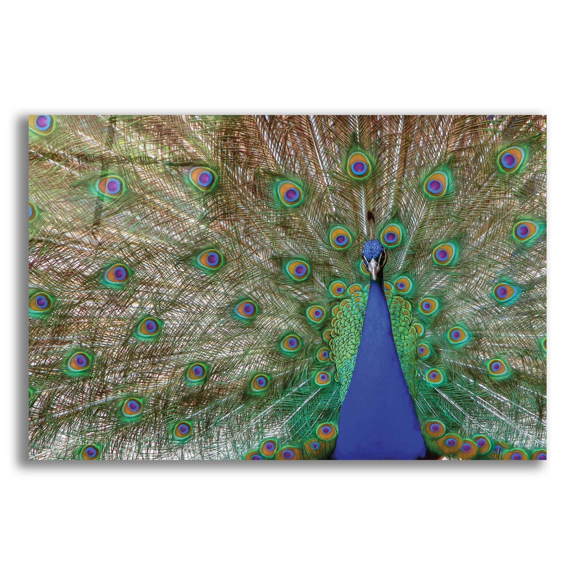 Epic Art 'Peacock' by Lori Deiter, Acrylic Glass Wall Art,24x16