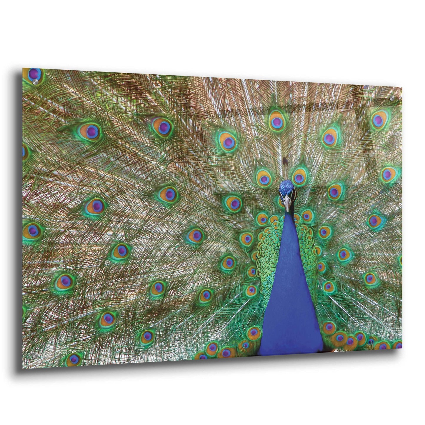 Epic Art 'Peacock' by Lori Deiter, Acrylic Glass Wall Art,36x24