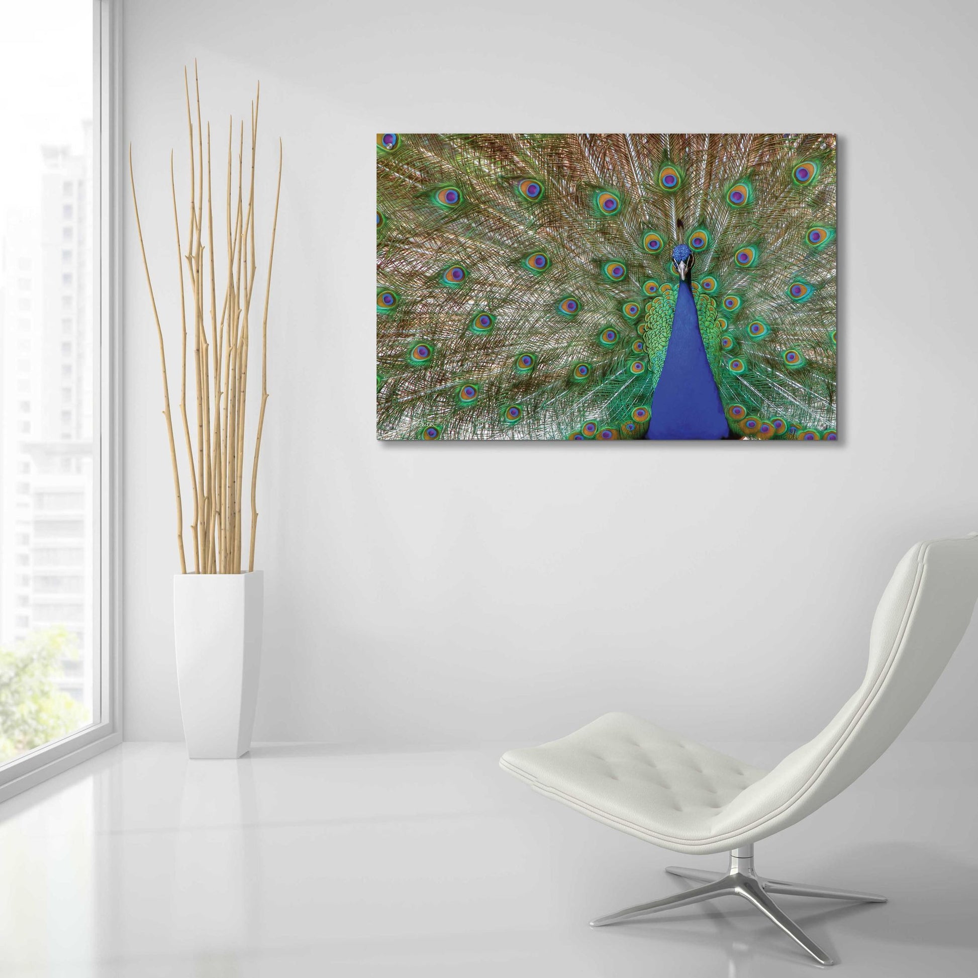 Epic Art 'Peacock' by Lori Deiter, Acrylic Glass Wall Art,36x24