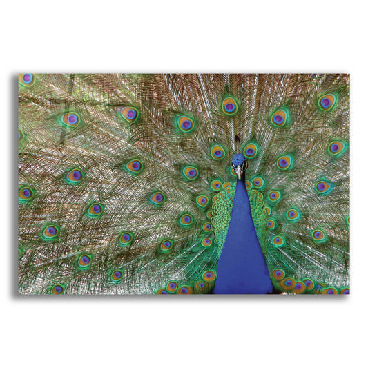 Epic Art 'Peacock' by Lori Deiter, Acrylic Glass Wall Art