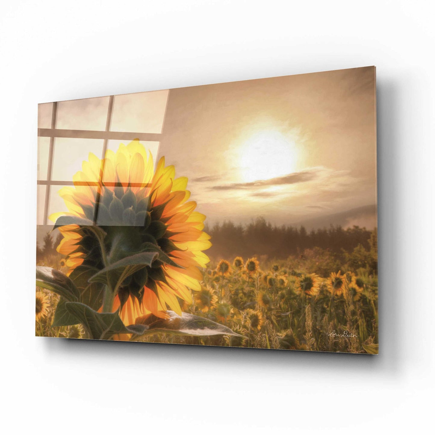 Epic Art 'Sunlit Sunflower' by Lori Deiter, Acrylic Glass Wall Art,16x12