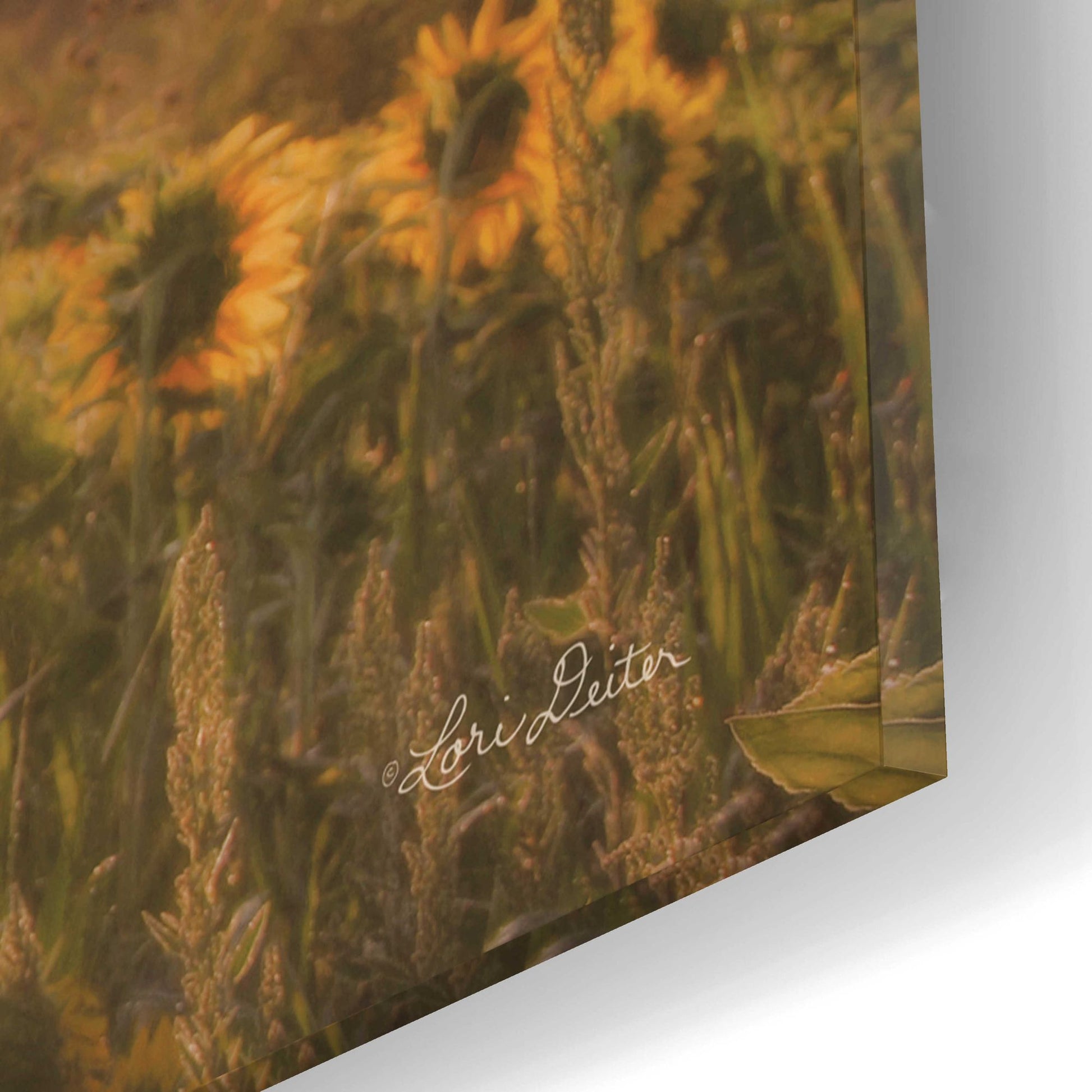 Epic Art 'Sunlit Sunflower' by Lori Deiter, Acrylic Glass Wall Art,16x12