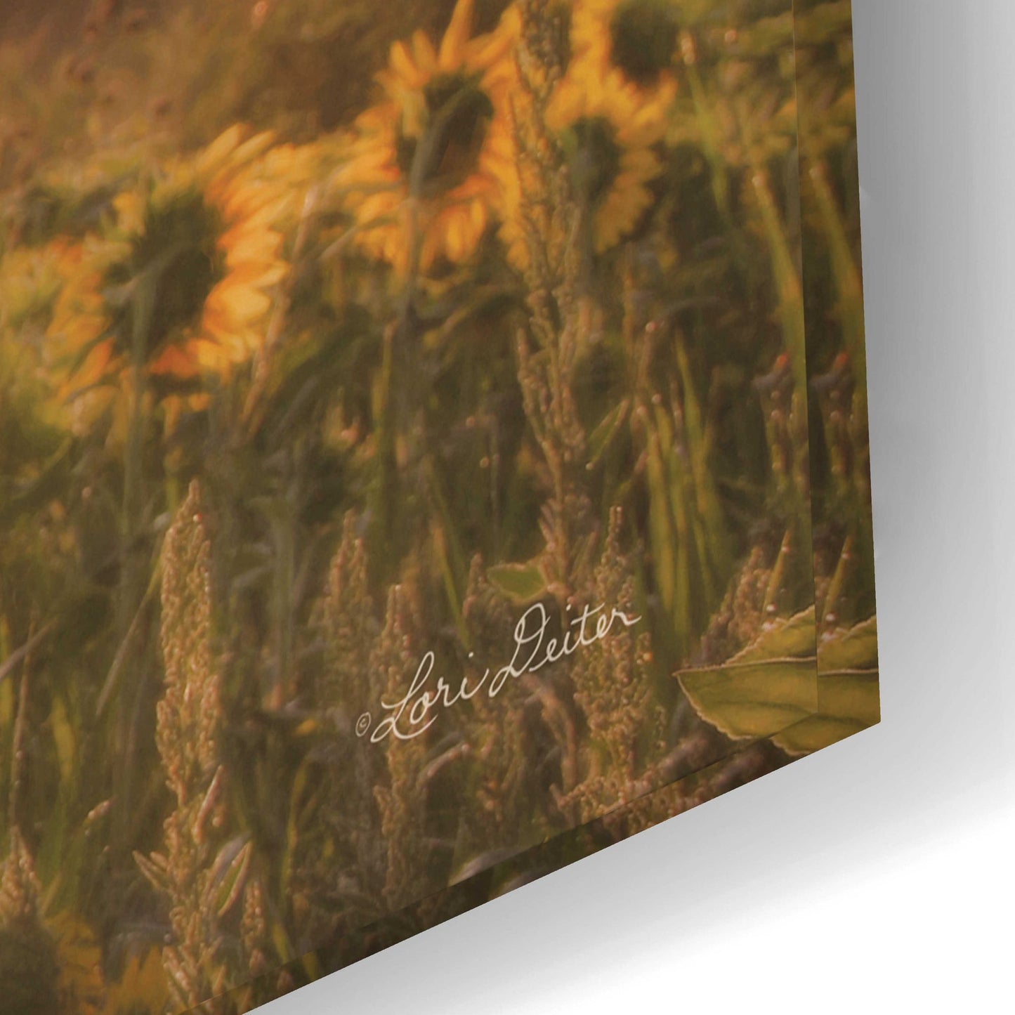 Epic Art 'Sunlit Sunflower' by Lori Deiter, Acrylic Glass Wall Art,24x16