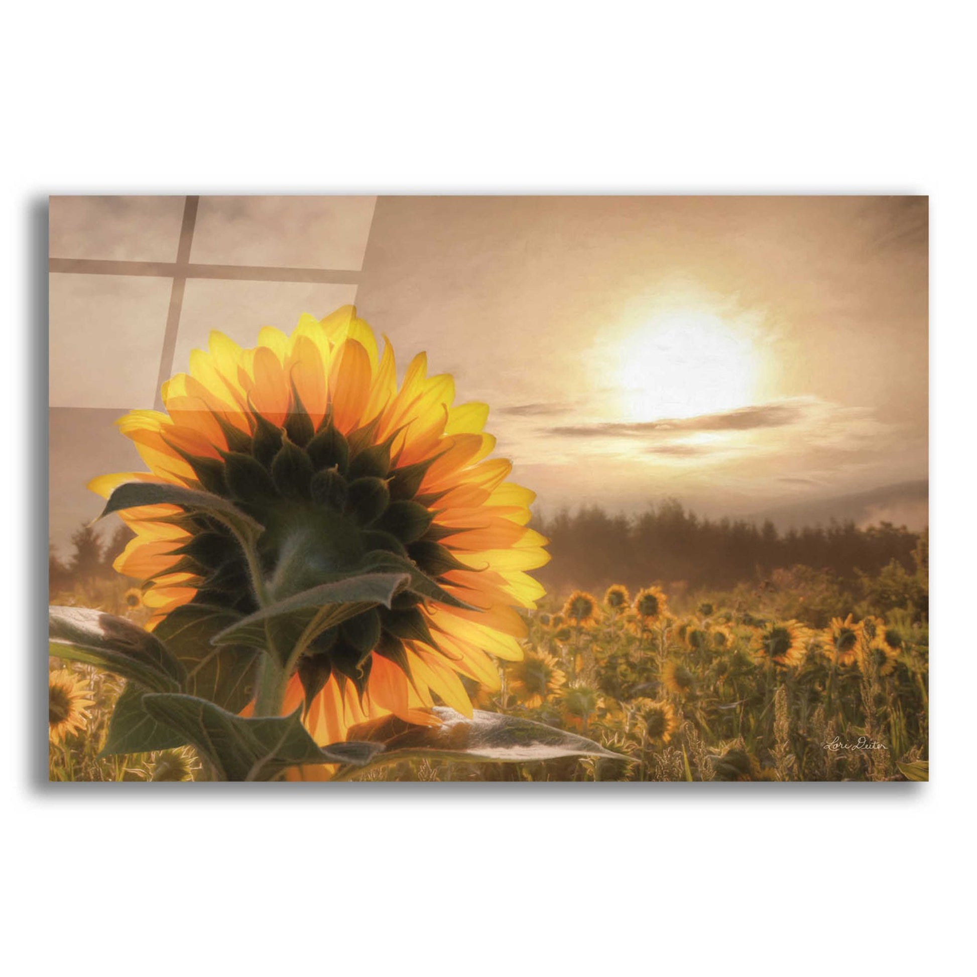 Epic Art 'Sunlit Sunflower' by Lori Deiter, Acrylic Glass Wall Art,24x16