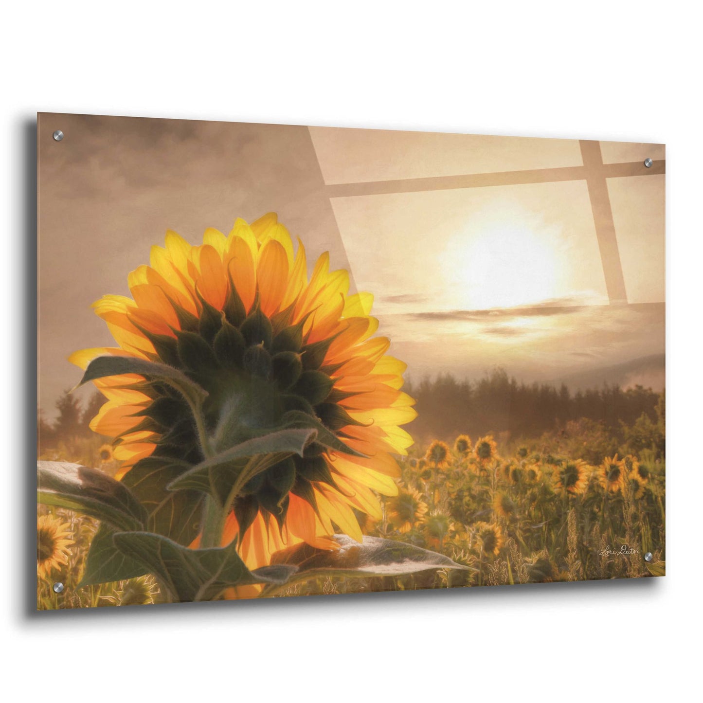 Epic Art 'Sunlit Sunflower' by Lori Deiter, Acrylic Glass Wall Art,36x24