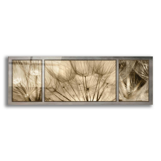 Epic Art 'Goatsbeard Trio' by Lori Deiter, Acrylic Glass Wall Art,3:1