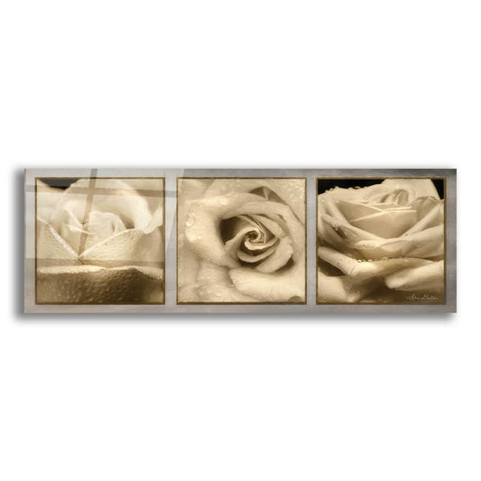 Epic Art 'Rose Trio' by Lori Deiter, Acrylic Glass Wall Art,2:1