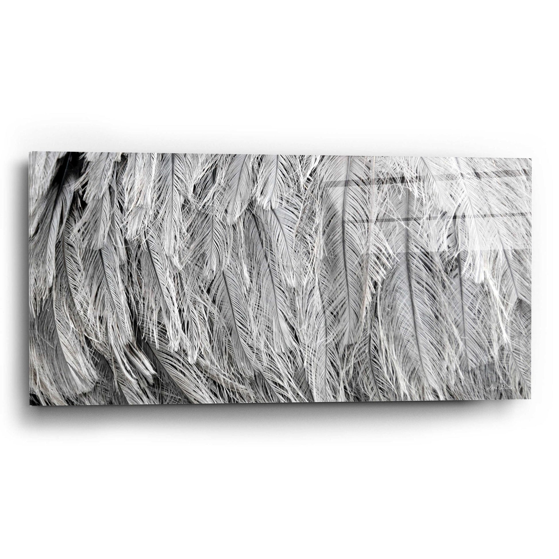 Epic Art 'Silver Feathers' by Lori Deiter, Acrylic Glass Wall Art,24x12