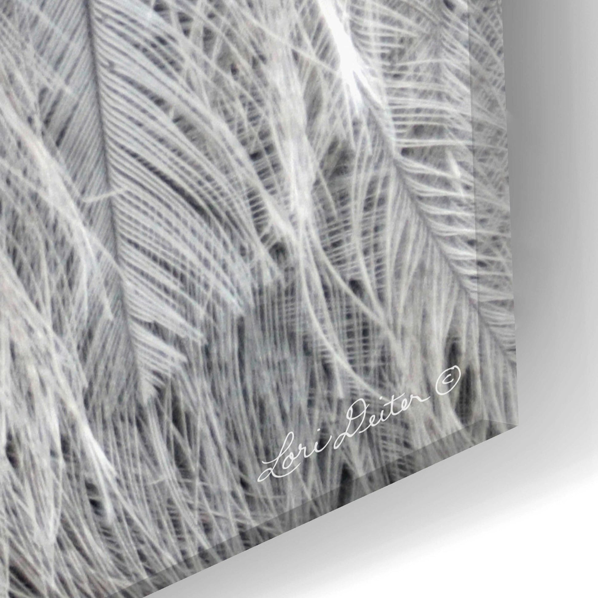 Epic Art 'Silver Feathers' by Lori Deiter, Acrylic Glass Wall Art,24x12