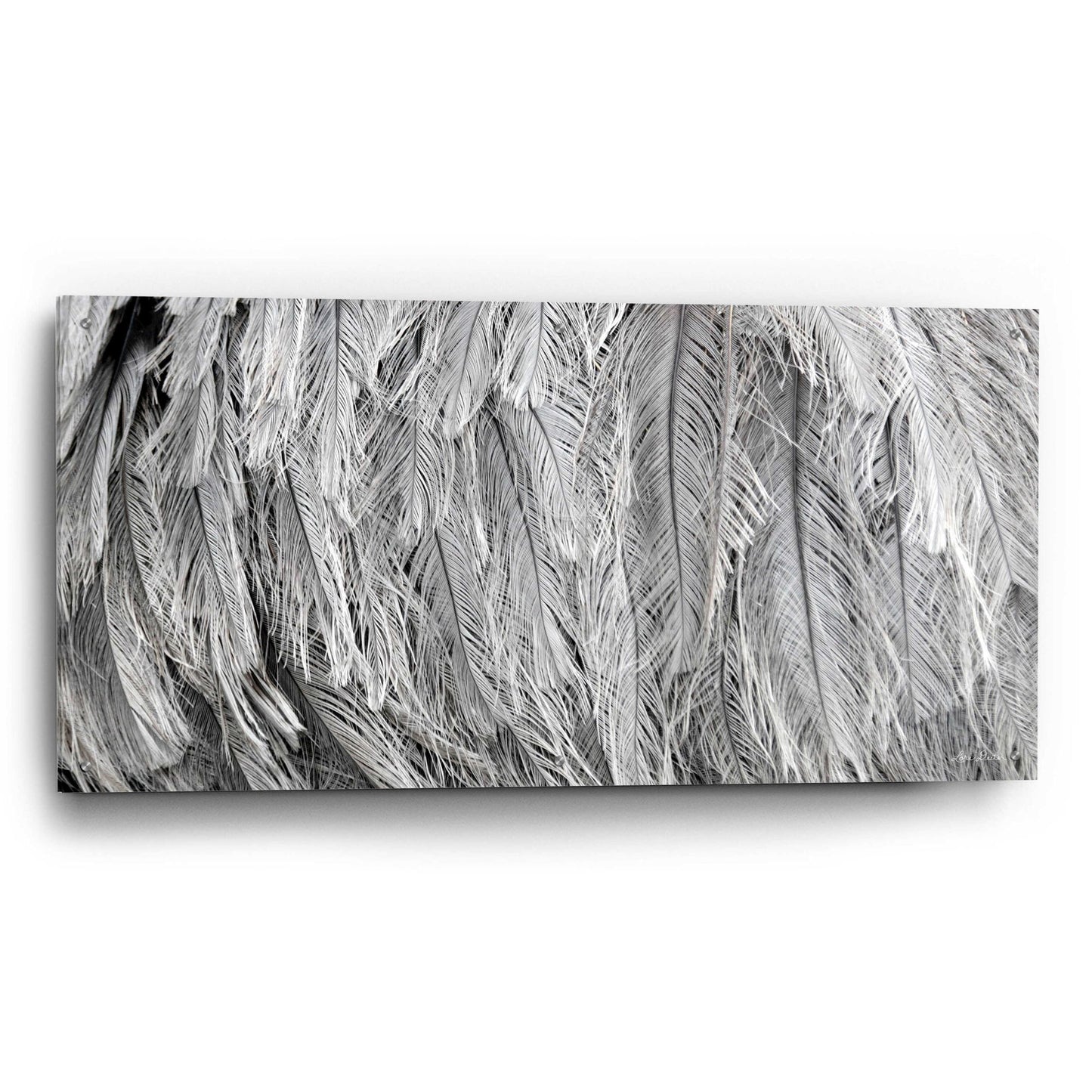 Epic Art 'Silver Feathers' by Lori Deiter, Acrylic Glass Wall Art,48x24