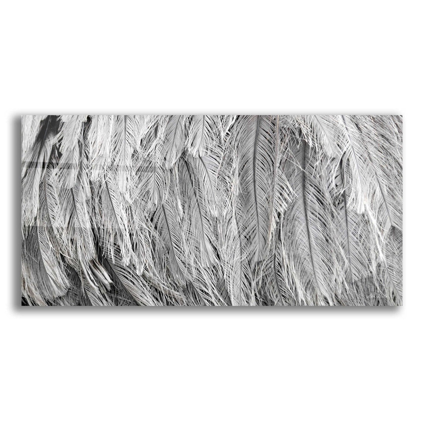 Epic Art 'Silver Feathers' by Lori Deiter, Acrylic Glass Wall Art,2:1