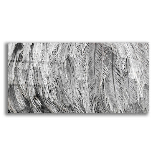 Epic Art 'Silver Feathers' by Lori Deiter, Acrylic Glass Wall Art,2:1