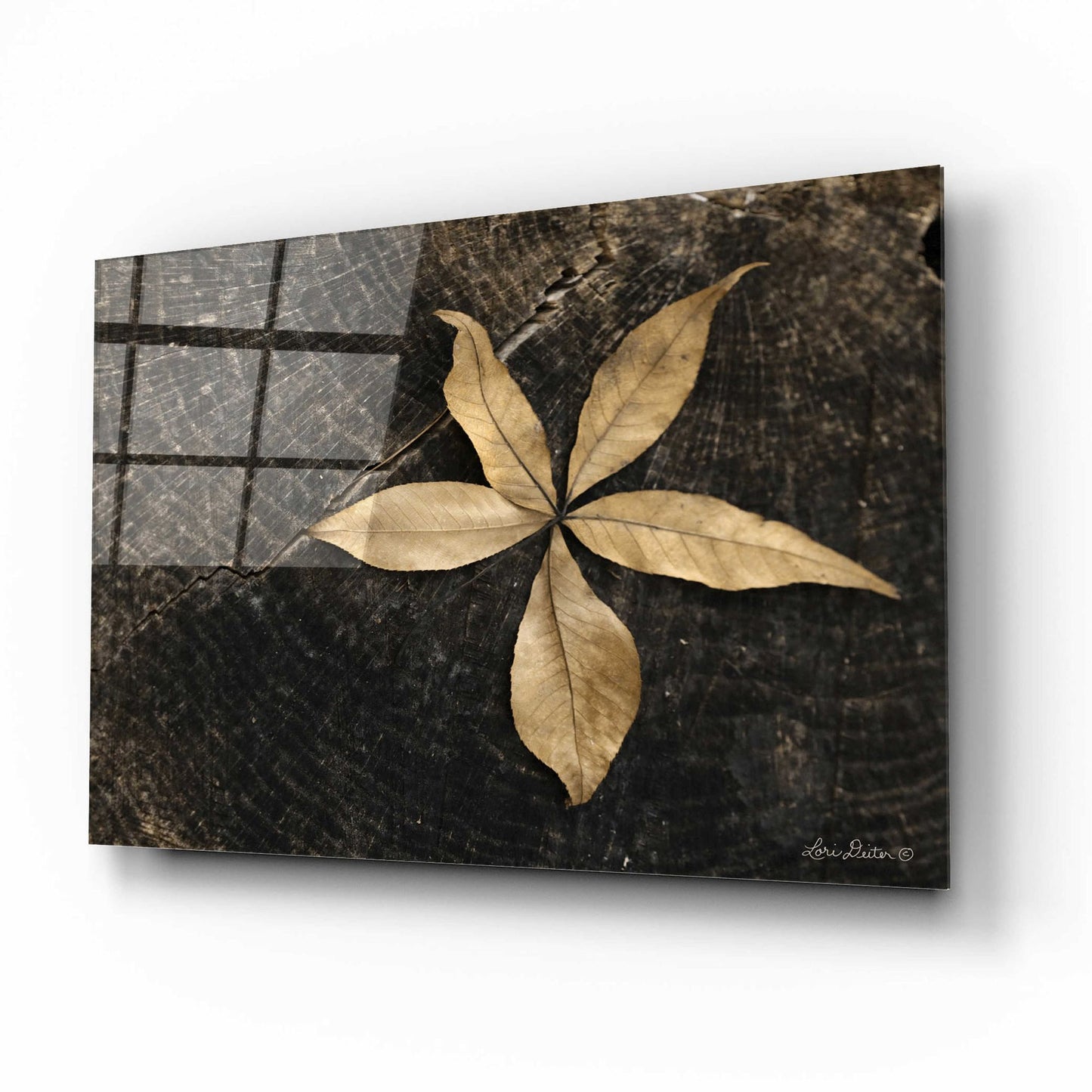 Epic Art 'Natural Buckeye Leaf' by Lori Deiter, Acrylic Glass Wall Art,16x12