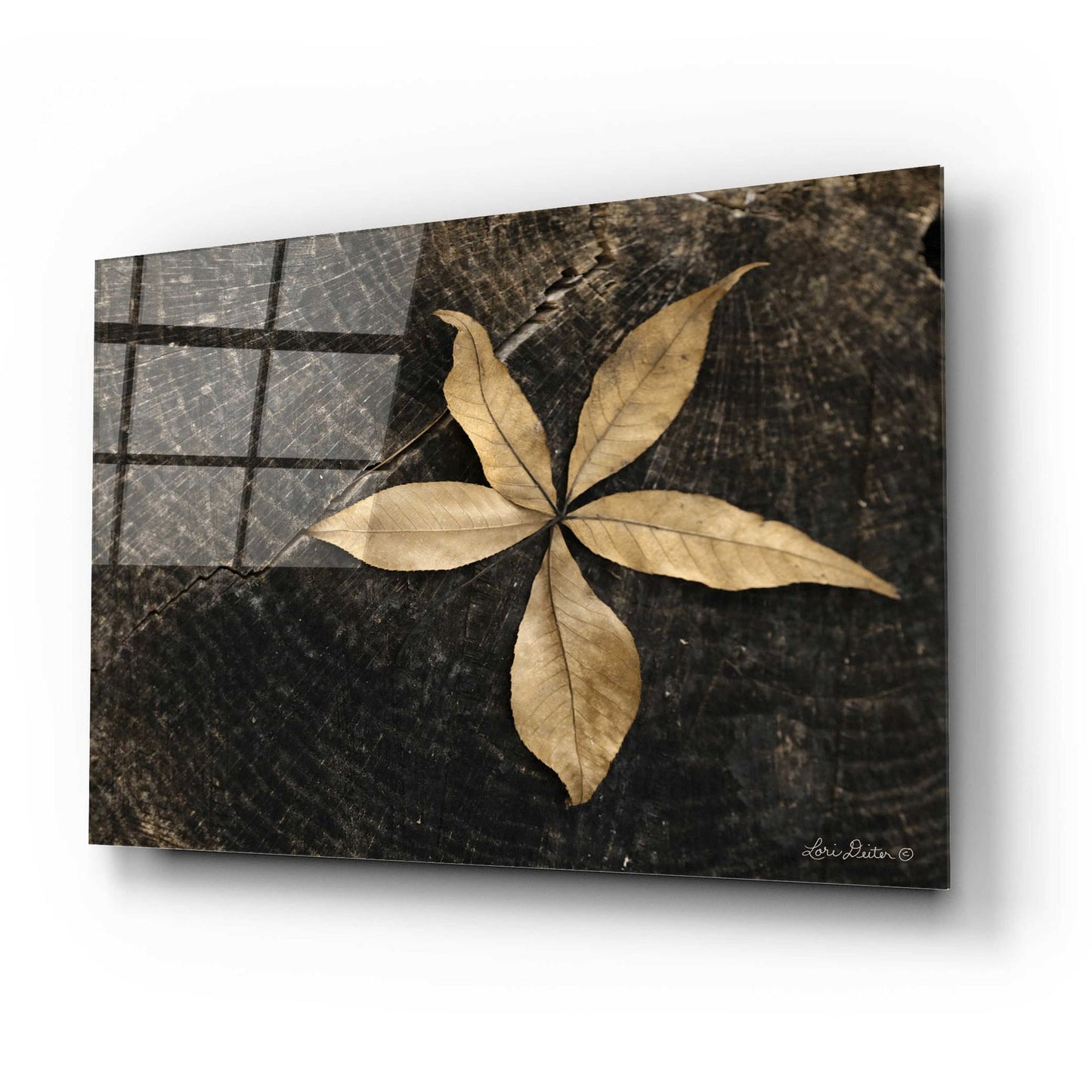 Epic Art 'Natural Buckeye Leaf' by Lori Deiter, Acrylic Glass Wall Art,24x16