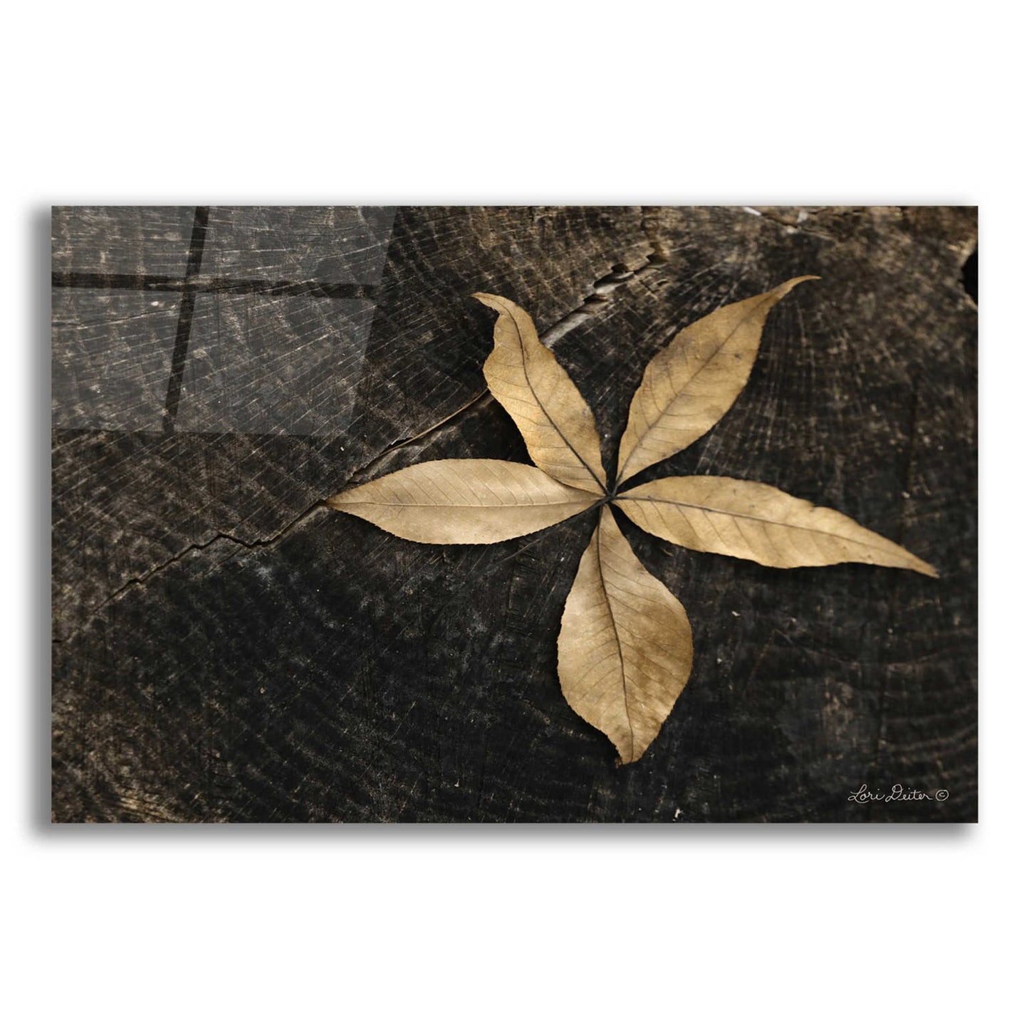 Epic Art 'Natural Buckeye Leaf' by Lori Deiter, Acrylic Glass Wall Art,24x16