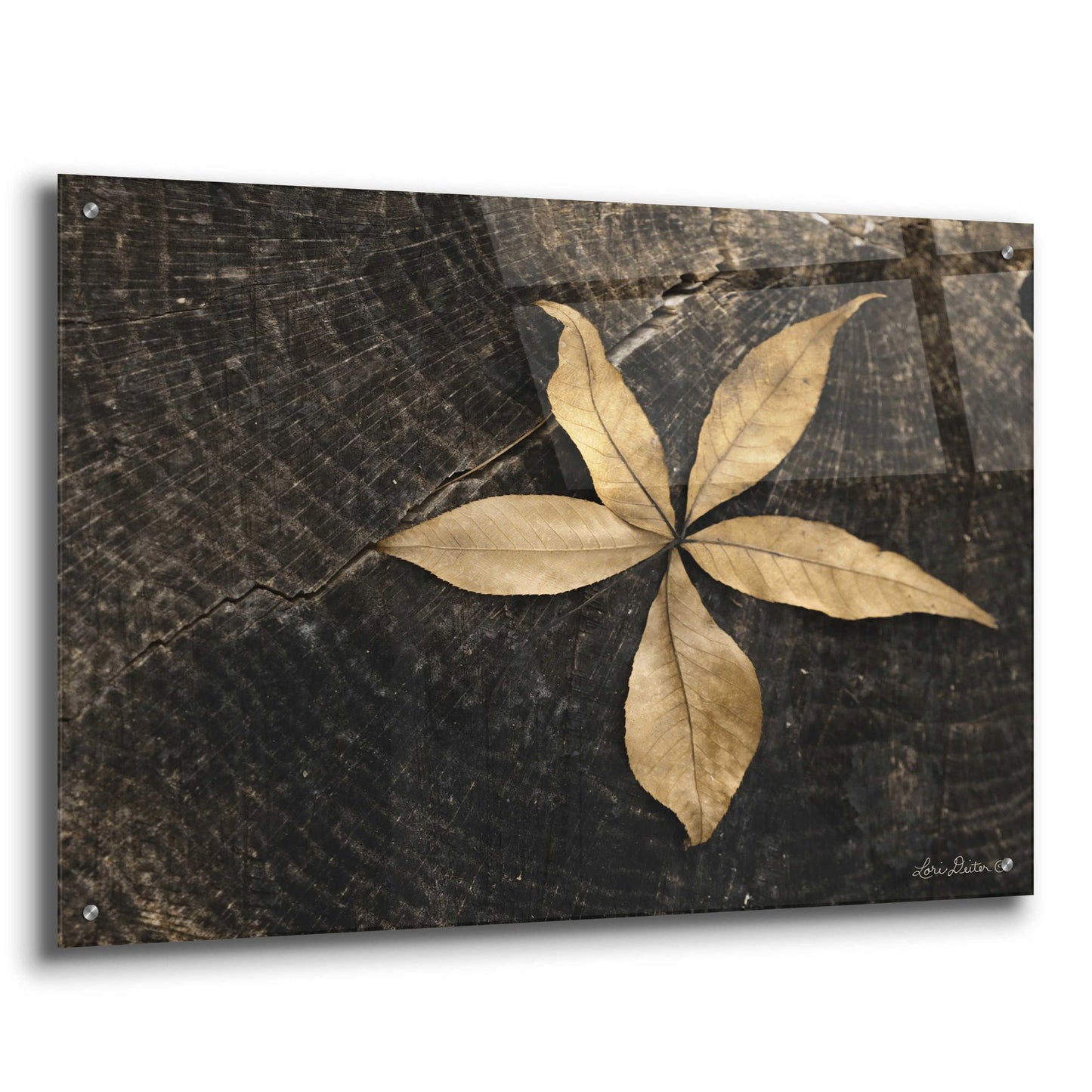 Epic Art 'Natural Buckeye Leaf' by Lori Deiter, Acrylic Glass Wall Art,36x24