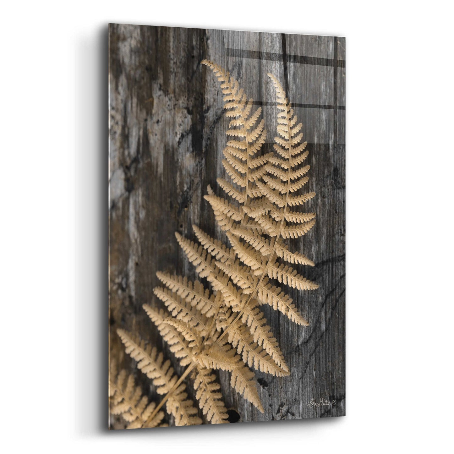 Epic Art 'Natural Gold Fern' by Lori Deiter, Acrylic Glass Wall Art,12x16