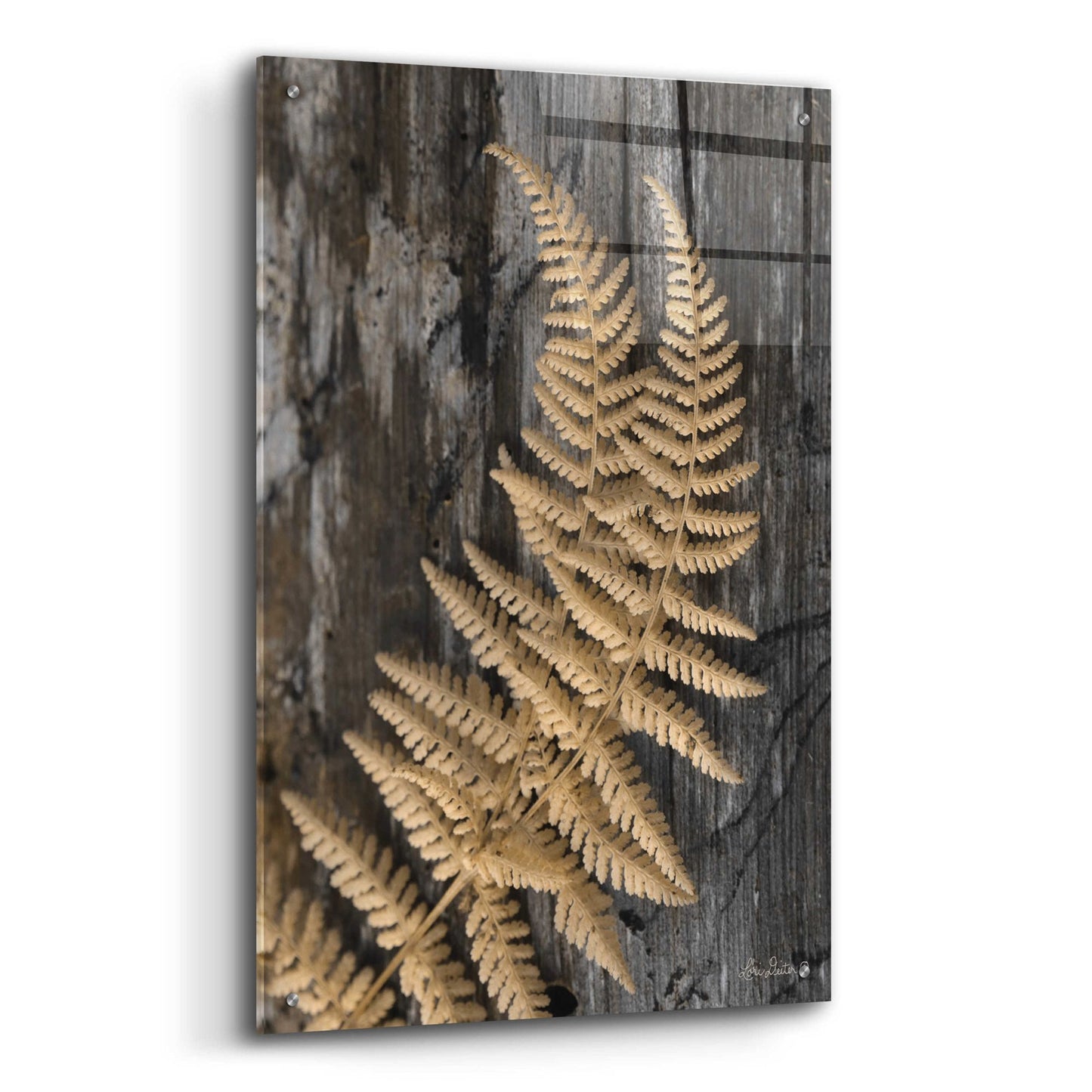 Epic Art 'Natural Gold Fern' by Lori Deiter, Acrylic Glass Wall Art,24x36