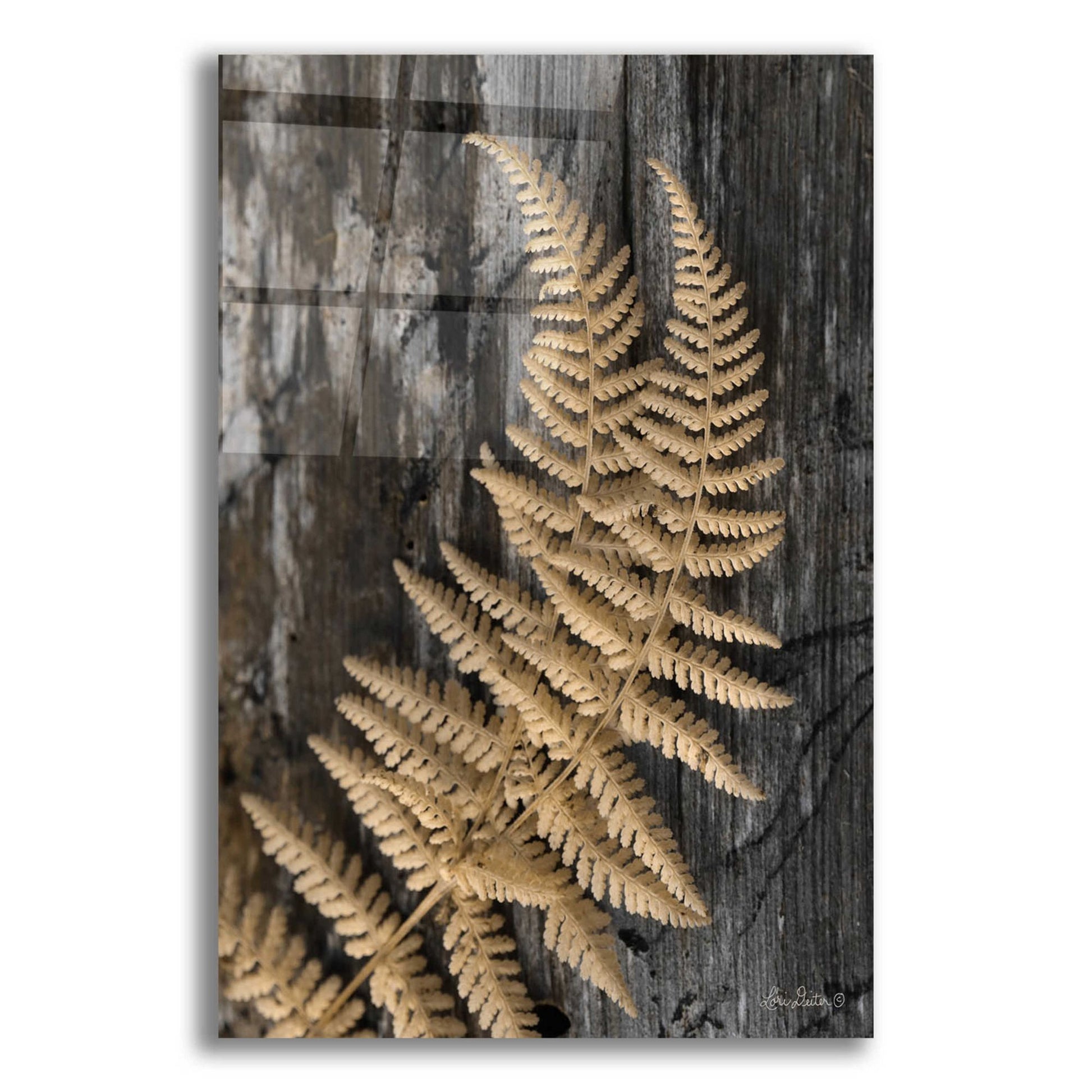 Epic Art 'Natural Gold Fern' by Lori Deiter, Acrylic Glass Wall Art