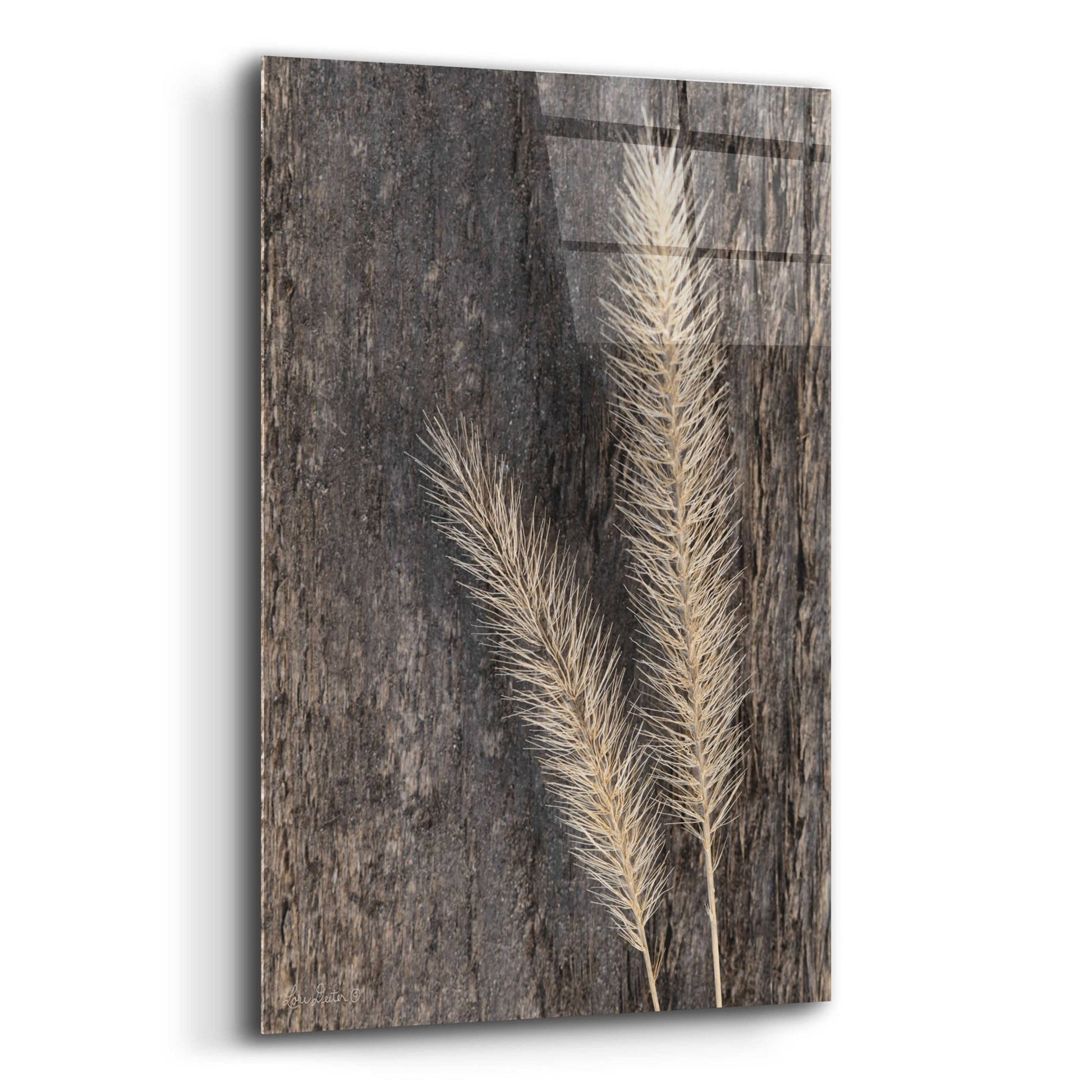 Epic Art 'Natural Wheat' by Lori Deiter, Acrylic Glass Wall Art,12x16