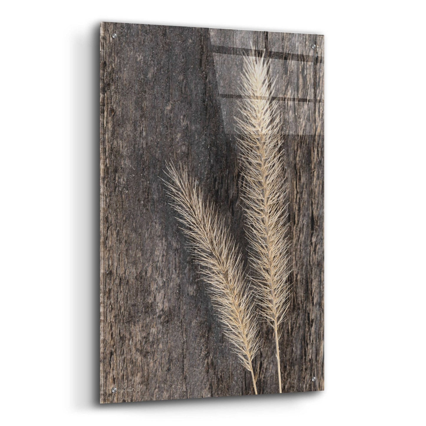 Epic Art 'Natural Wheat' by Lori Deiter, Acrylic Glass Wall Art,24x36