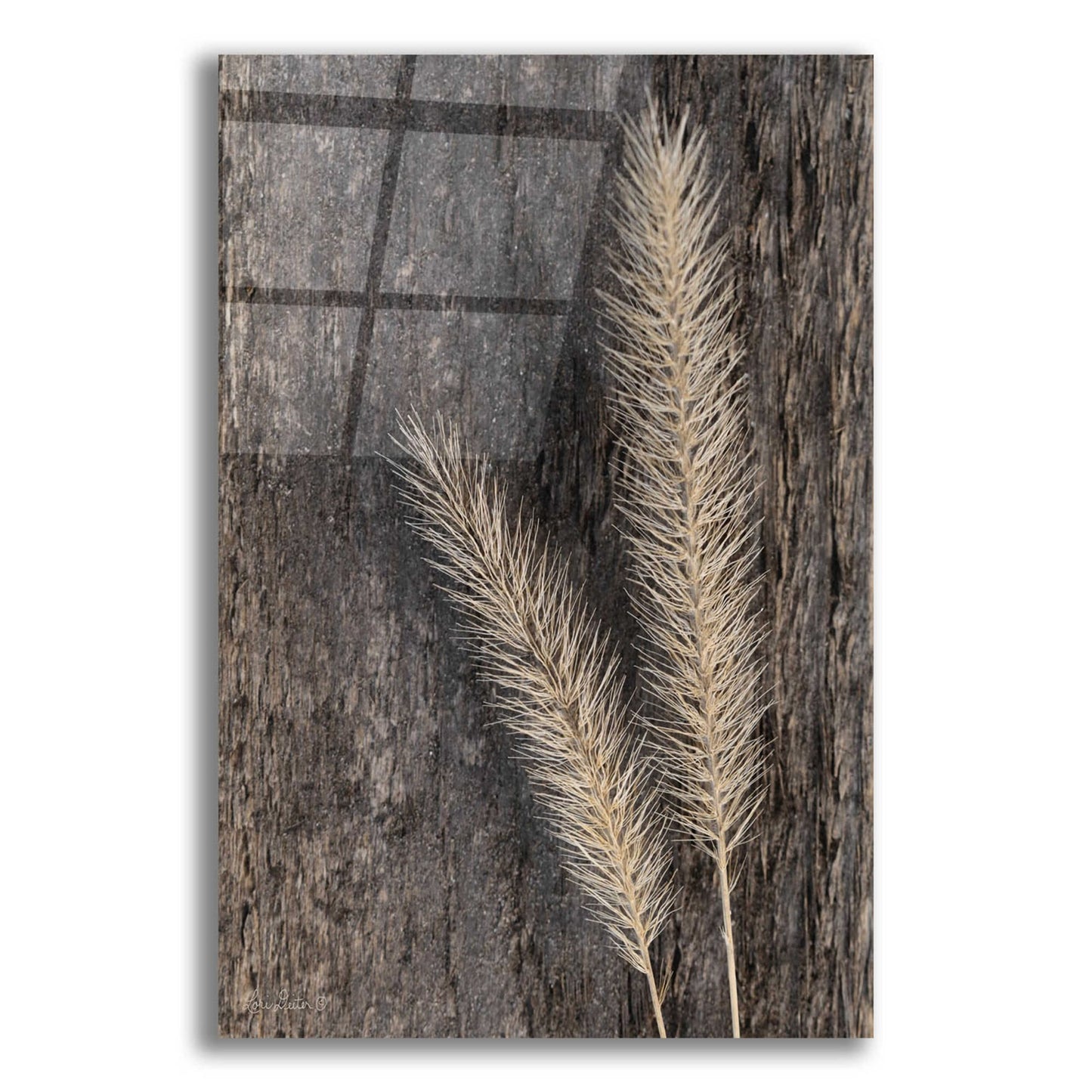 Epic Art 'Natural Wheat' by Lori Deiter, Acrylic Glass Wall Art