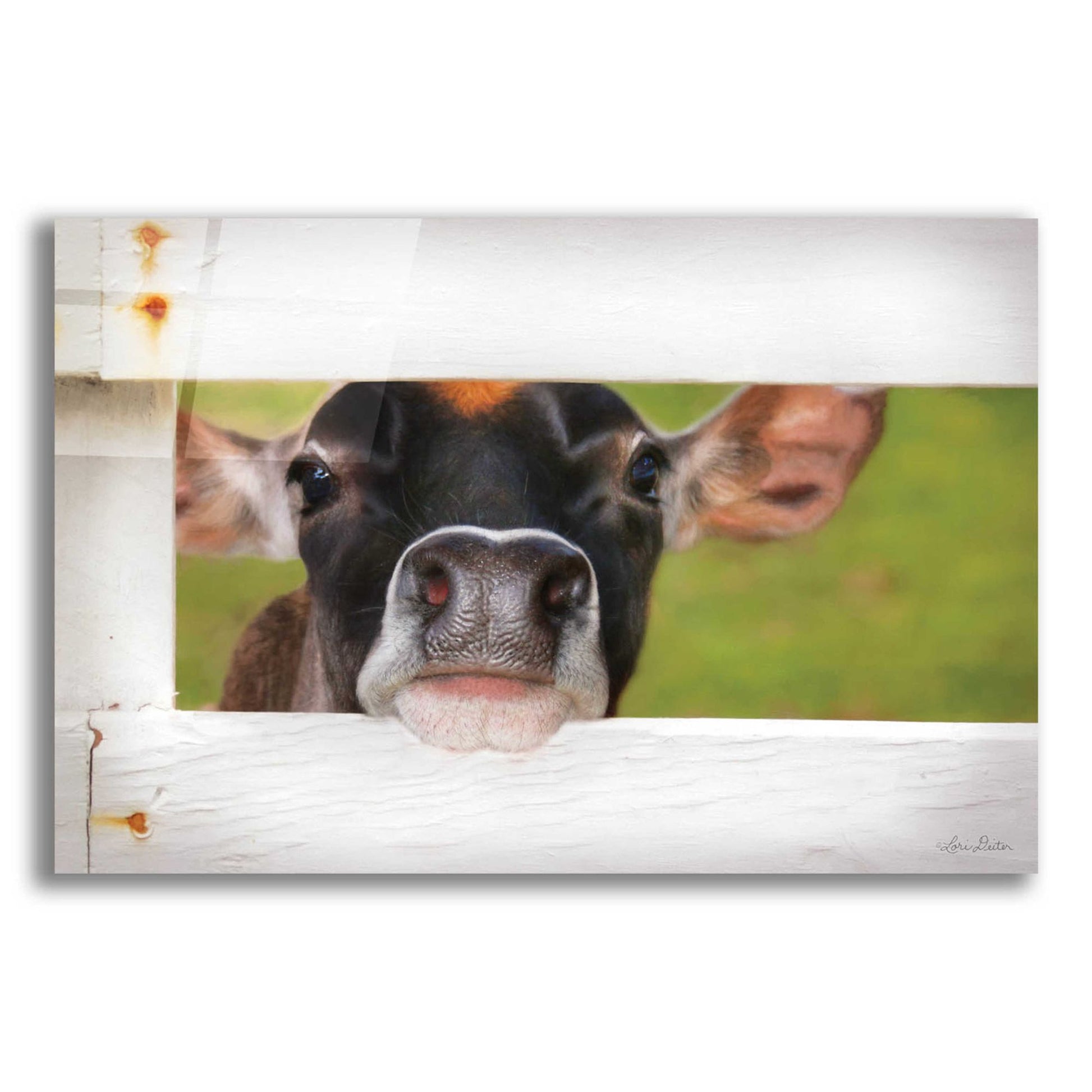 Epic Art 'Cow at Fence' by Lori Deiter Acrylic Glass Wall Art,24x16