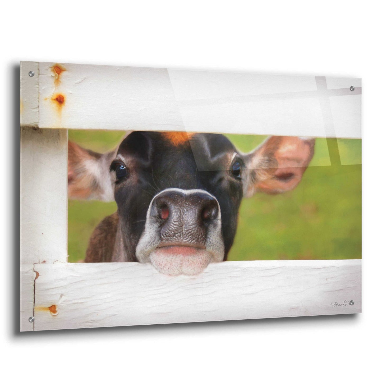 Epic Art 'Cow at Fence' by Lori Deiter Acrylic Glass Wall Art,36x24