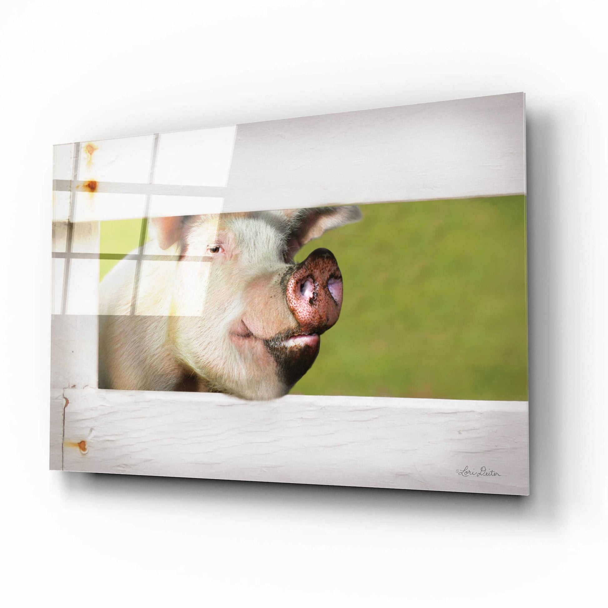 Epic Art 'Pig at Fence' by Lori Deiter Acrylic Glass Wall Art,16x12