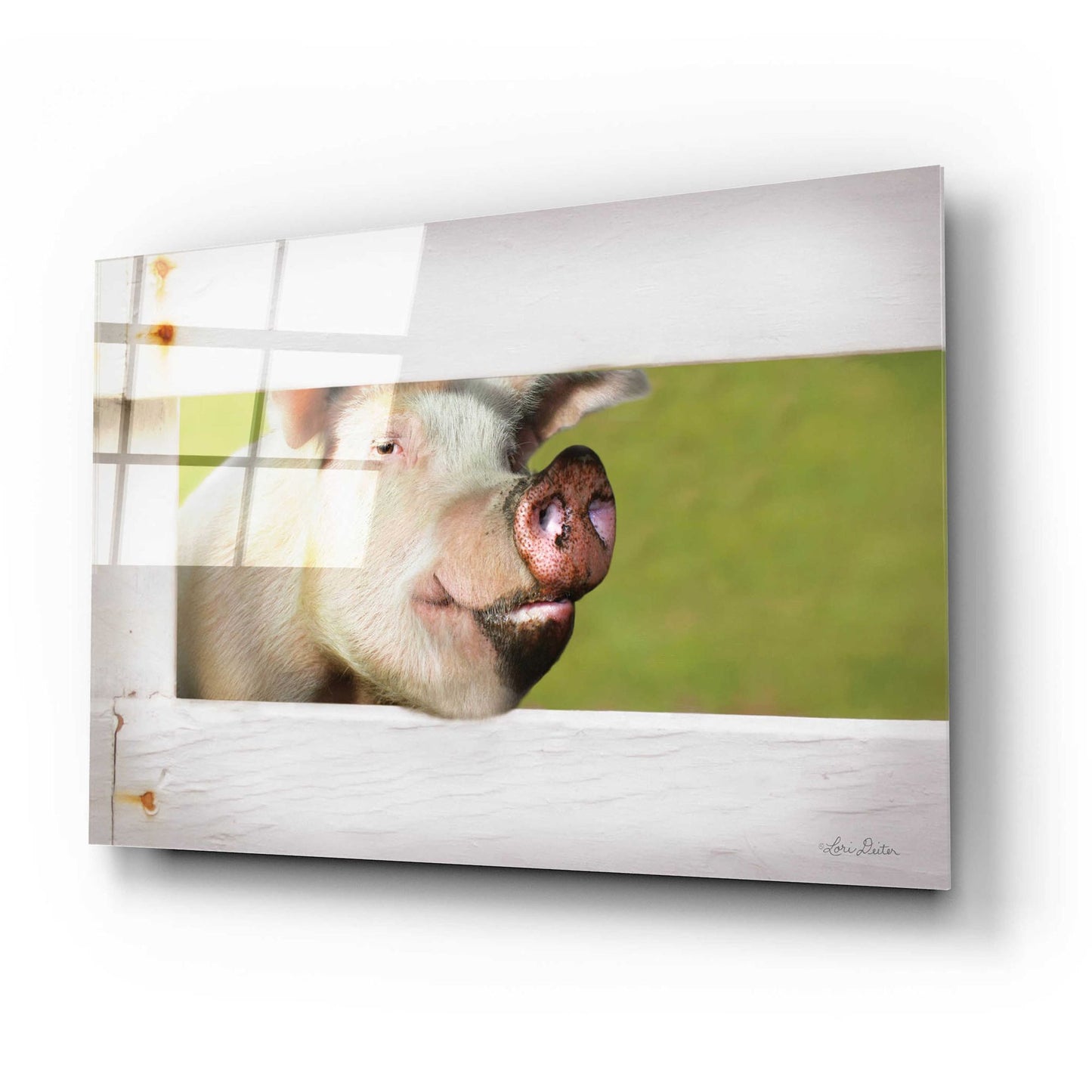 Epic Art 'Pig at Fence' by Lori Deiter Acrylic Glass Wall Art,24x16