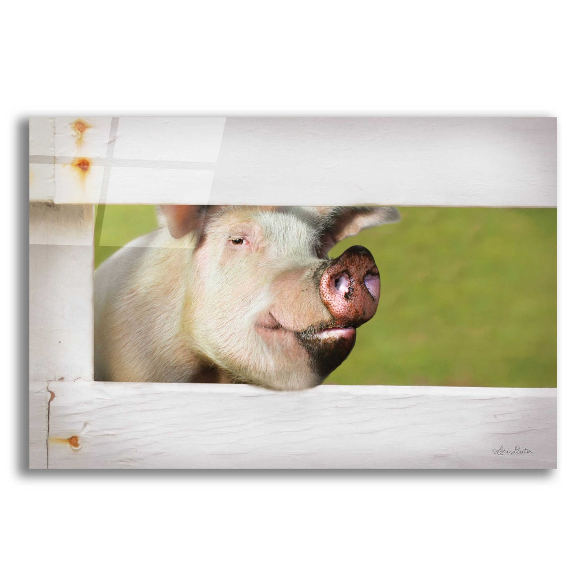 Epic Art 'Pig at Fence' by Lori Deiter Acrylic Glass Wall Art,24x16