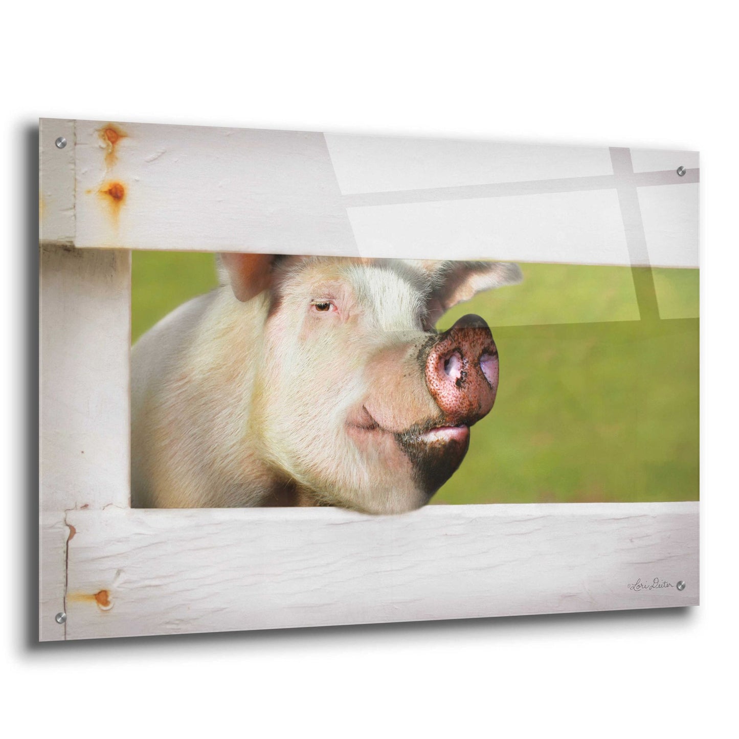 Epic Art 'Pig at Fence' by Lori Deiter Acrylic Glass Wall Art,36x24