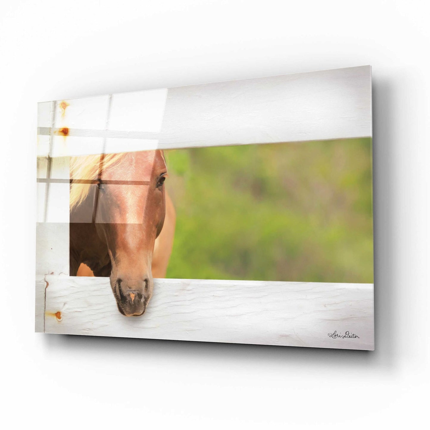 Epic Art 'Horse at Fence' by Lori Deiter Acrylic Glass Wall Art,16x12