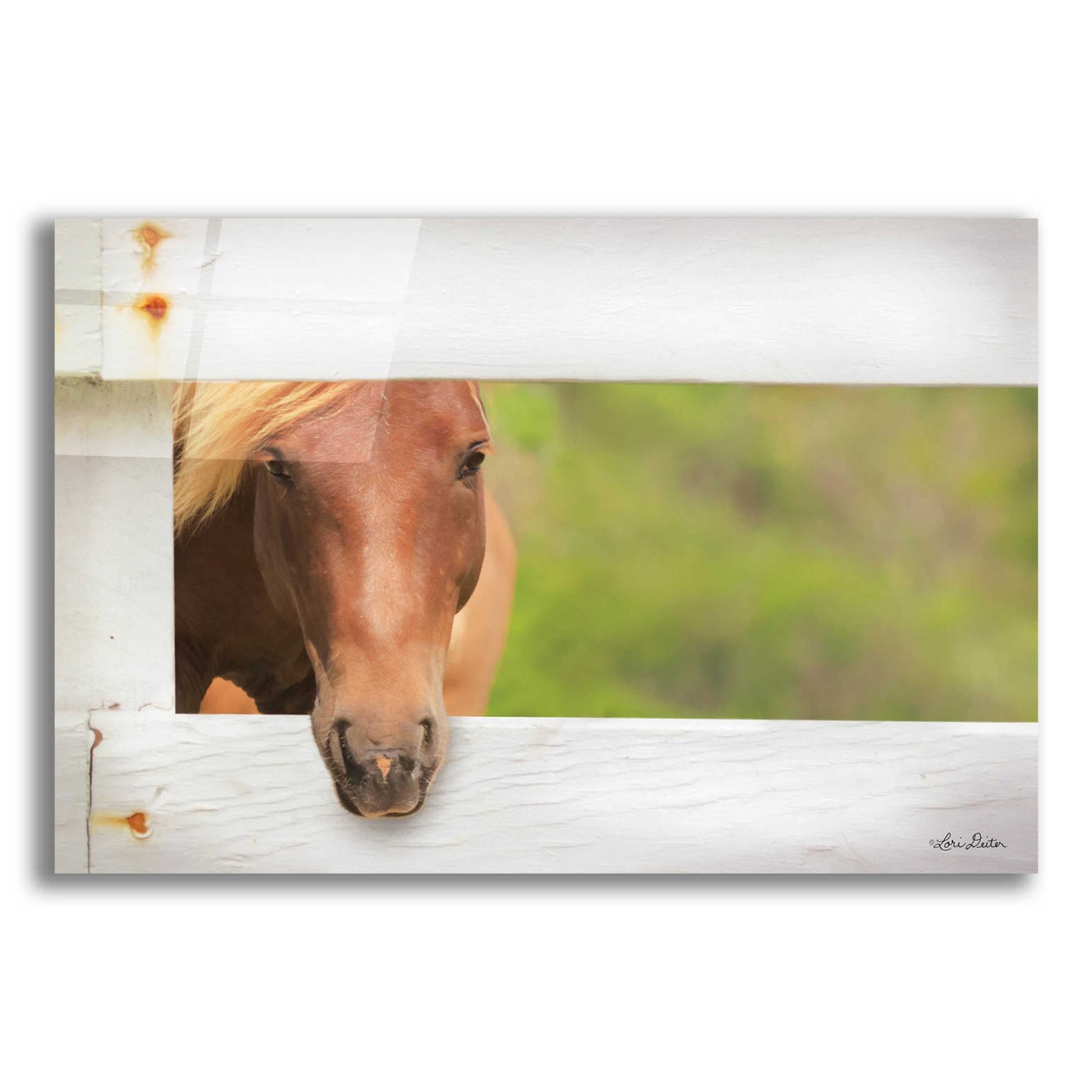 Epic Art 'Horse at Fence' by Lori Deiter Acrylic Glass Wall Art,24x16