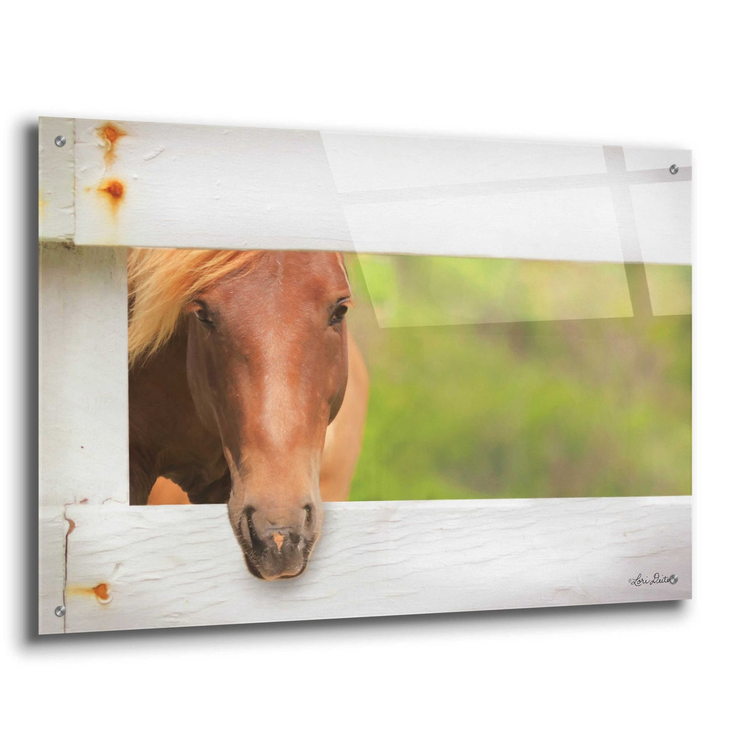 Epic Art 'Horse at Fence' by Lori Deiter Acrylic Glass Wall Art,36x24