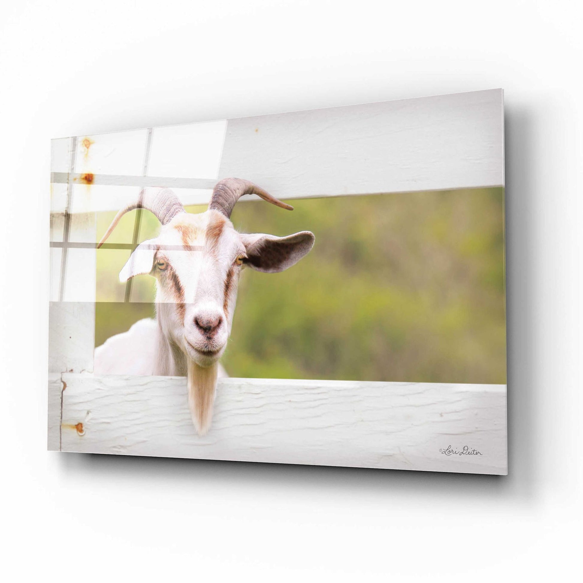 Epic Art 'Goat at Fence' by Lori Deiter Acrylic Glass Wall Art,16x12