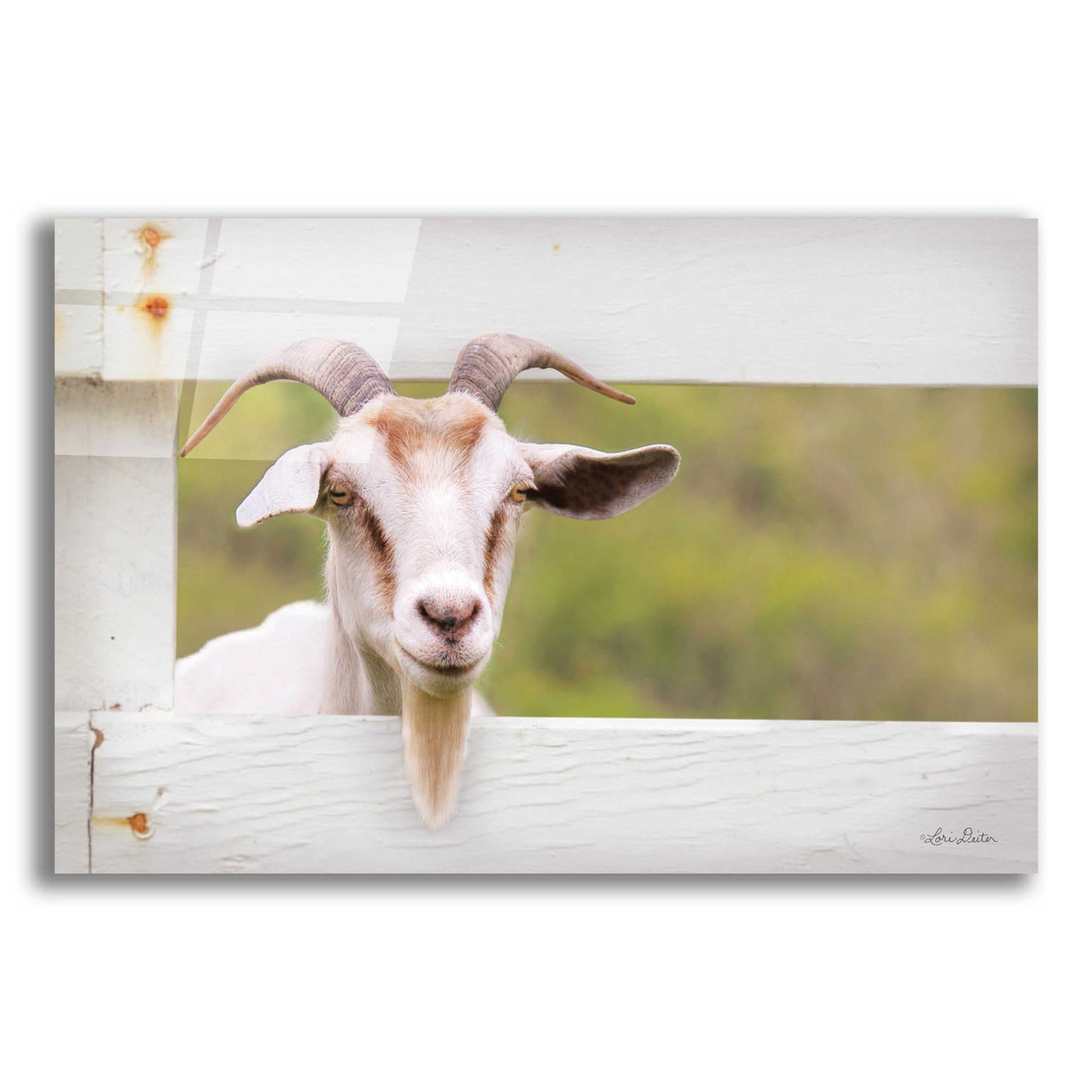 Epic Art 'Goat at Fence' by Lori Deiter Acrylic Glass Wall Art,24x16