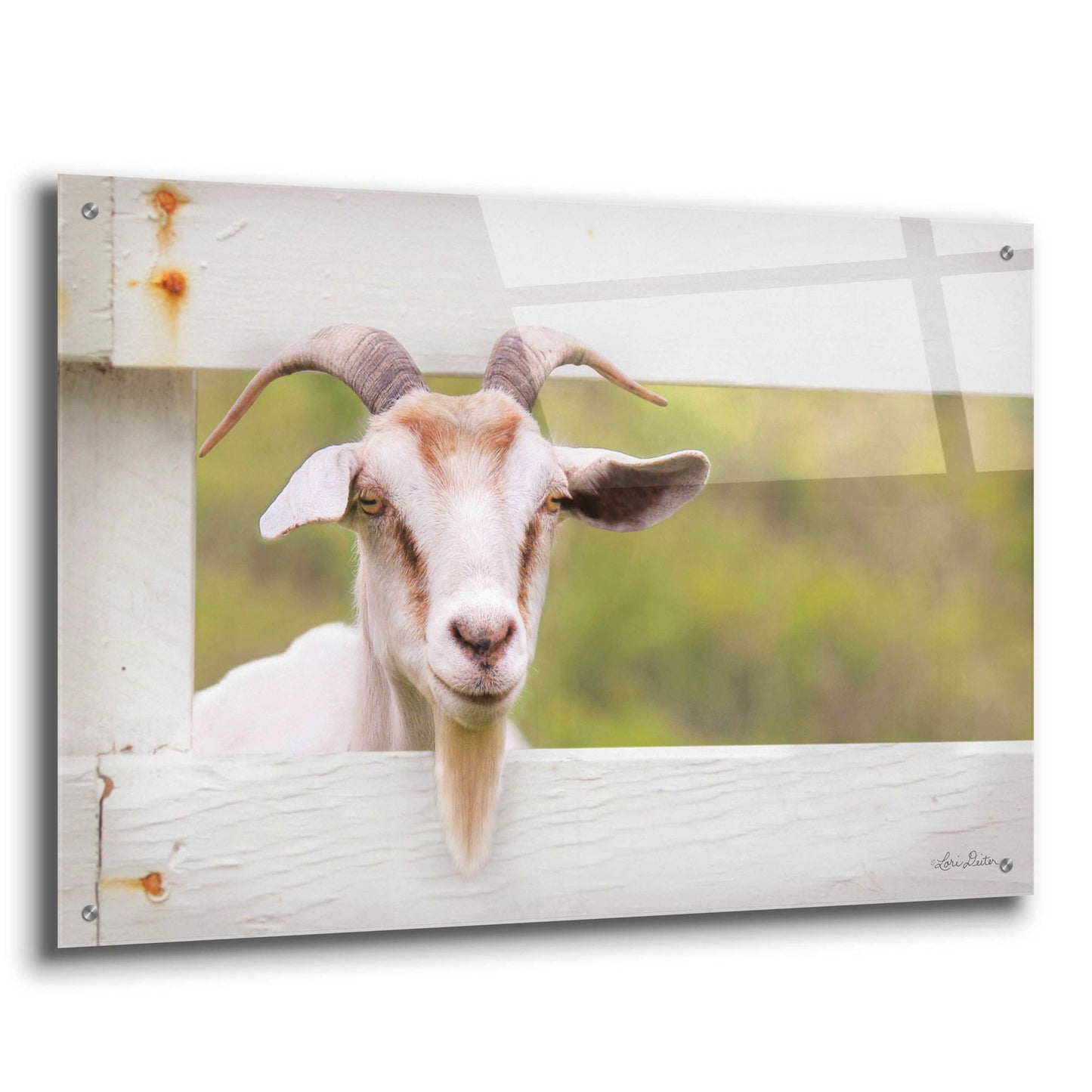 Epic Art 'Goat at Fence' by Lori Deiter Acrylic Glass Wall Art,36x24