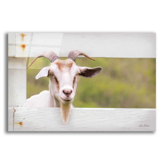 Epic Art 'Goat at Fence' by Lori Deiter Acrylic Glass Wall Art