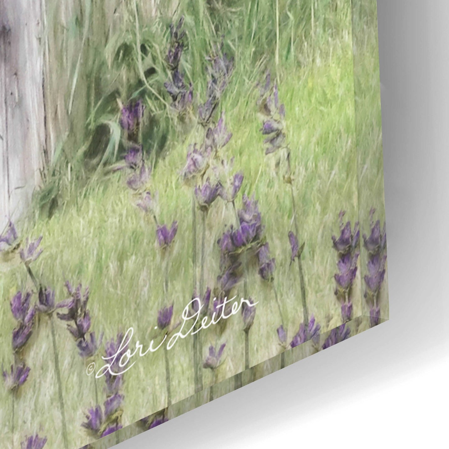 Epic Art 'Lavender Outhouse' by Lori Deiter Acrylic Glass Wall Art,12x16