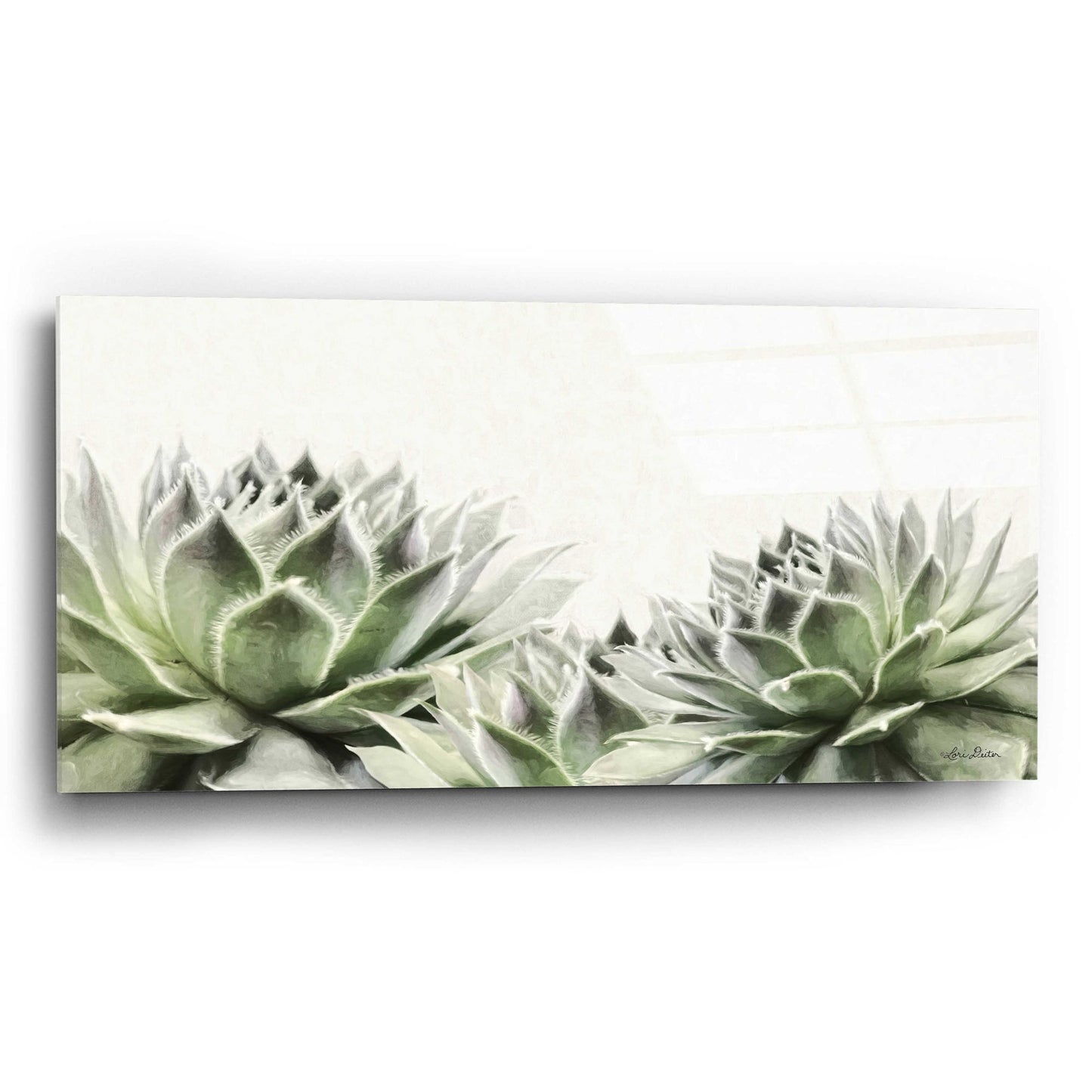 Epic Art 'Soft Succulents I' by Lori Deiter Acrylic Glass Wall Art,24x12