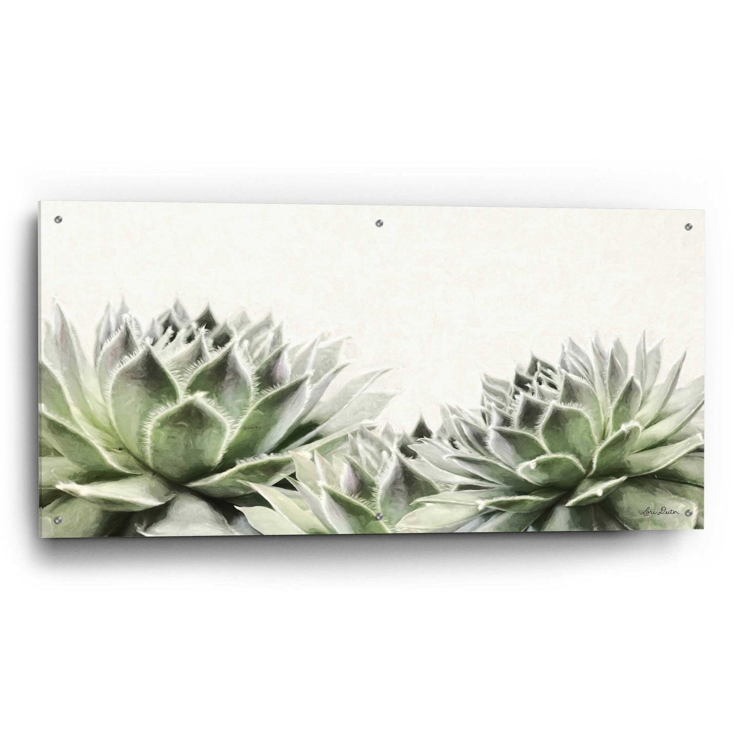 Epic Art 'Soft Succulents I' by Lori Deiter Acrylic Glass Wall Art,48x24