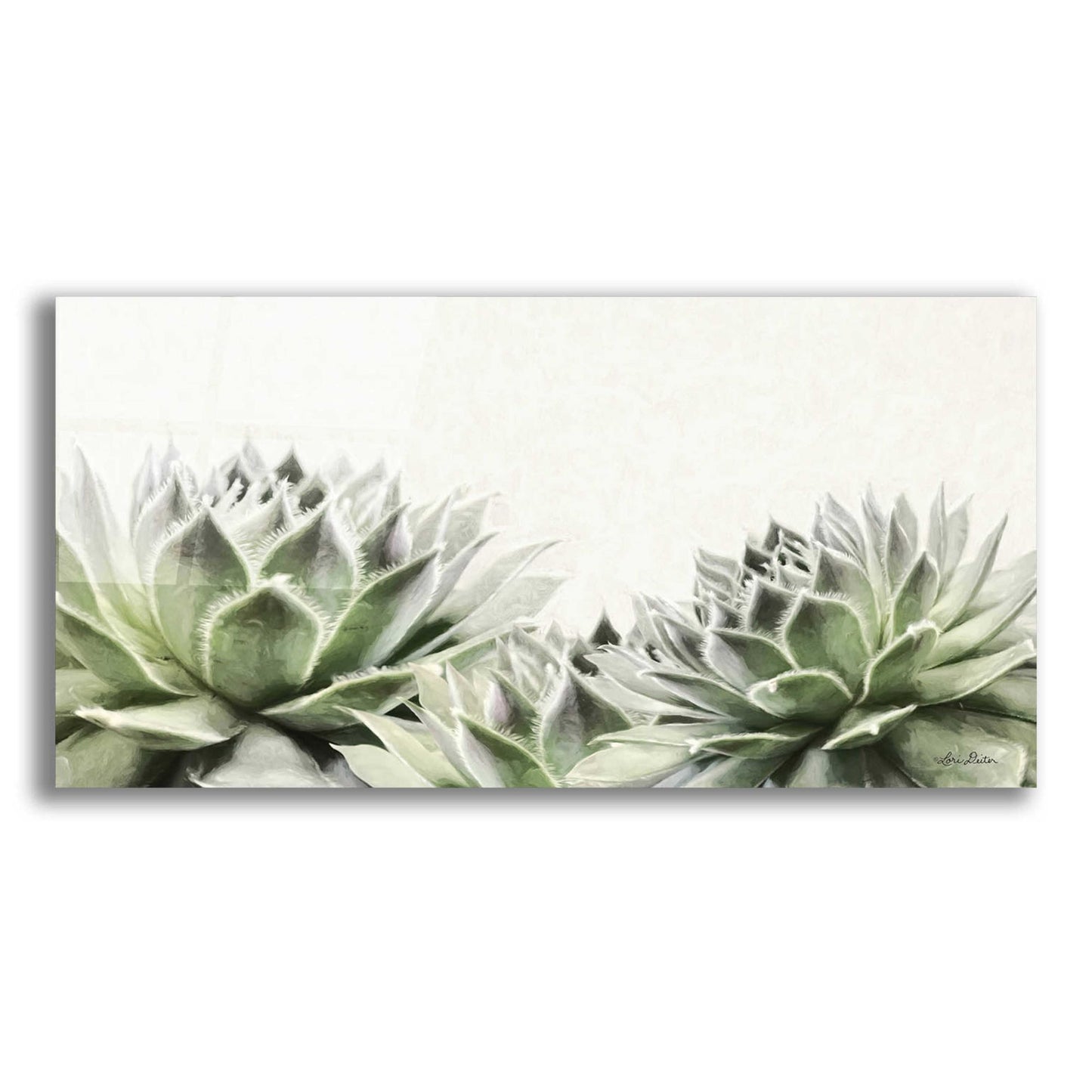 Epic Art 'Soft Succulents I' by Lori Deiter Acrylic Glass Wall Art,2:1