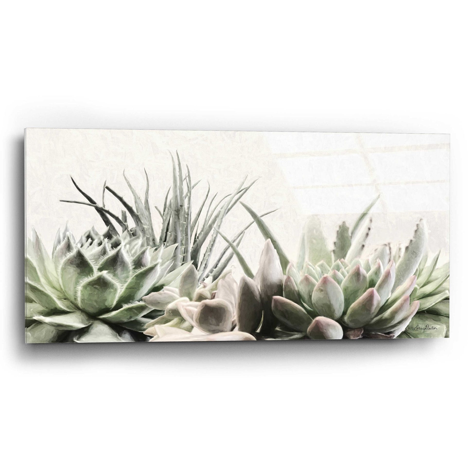 Epic Art 'Soft Succulents II' by Lori Deiter Acrylic Glass Wall Art,24x12