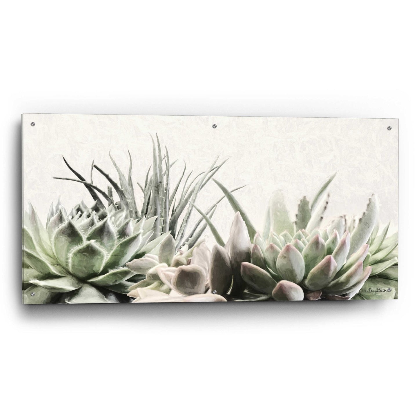 Epic Art 'Soft Succulents II' by Lori Deiter Acrylic Glass Wall Art,48x24